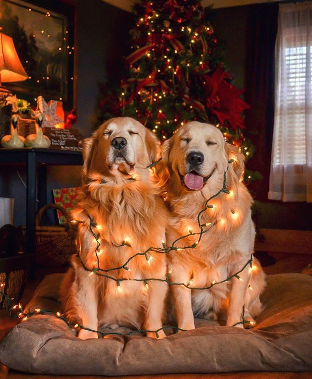 Holiday duo. Funny animal photo, Cute dogs, Cute animals