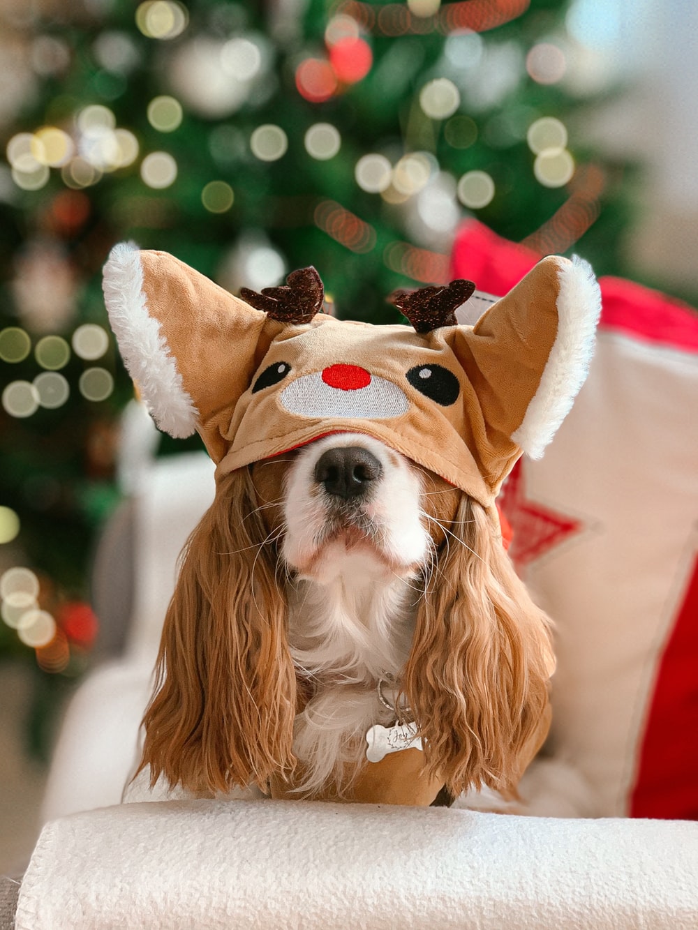 Christmas Dog Picture. Download Free Image
