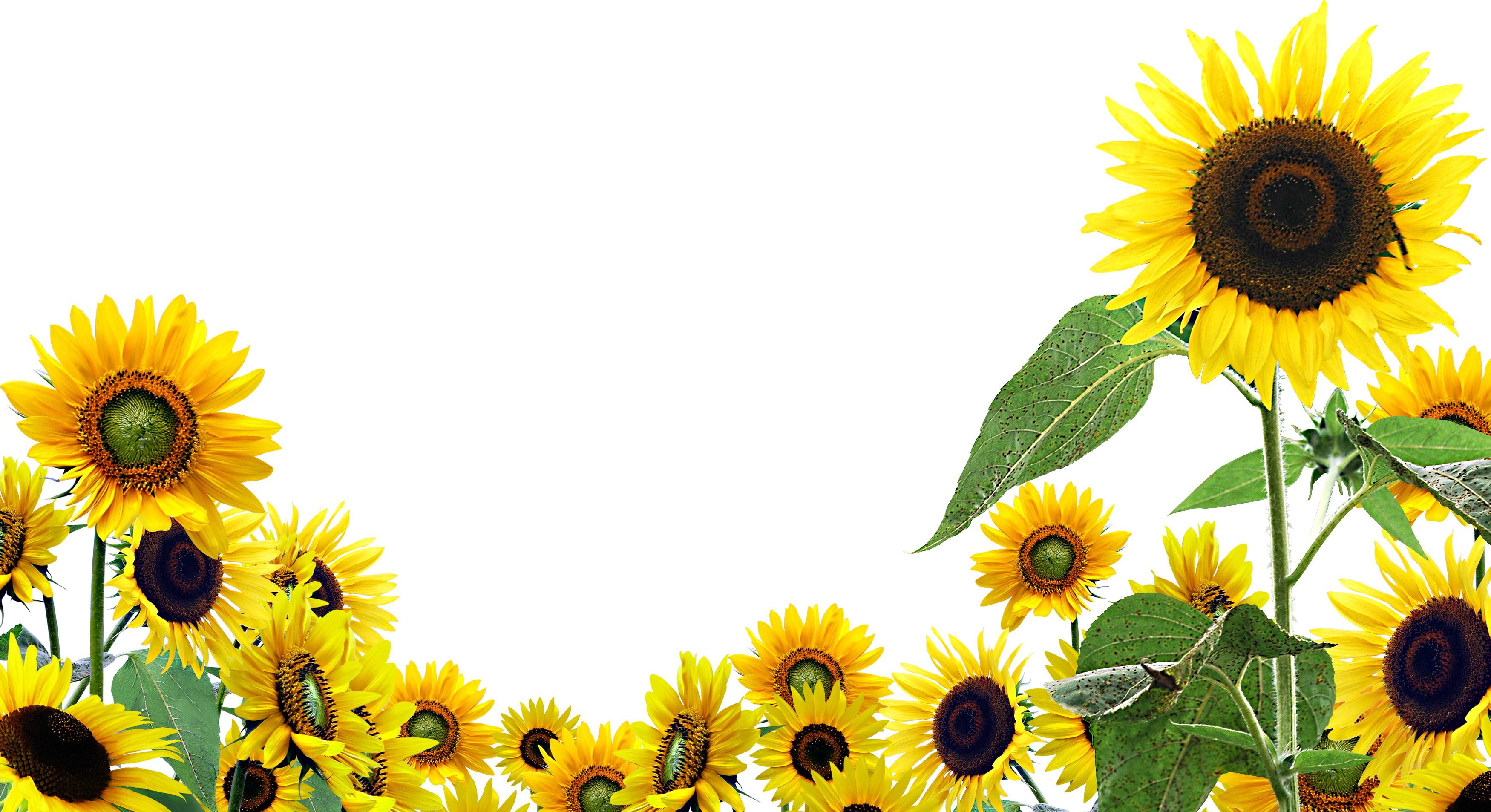Cartoon Sunflower Wallpaper
