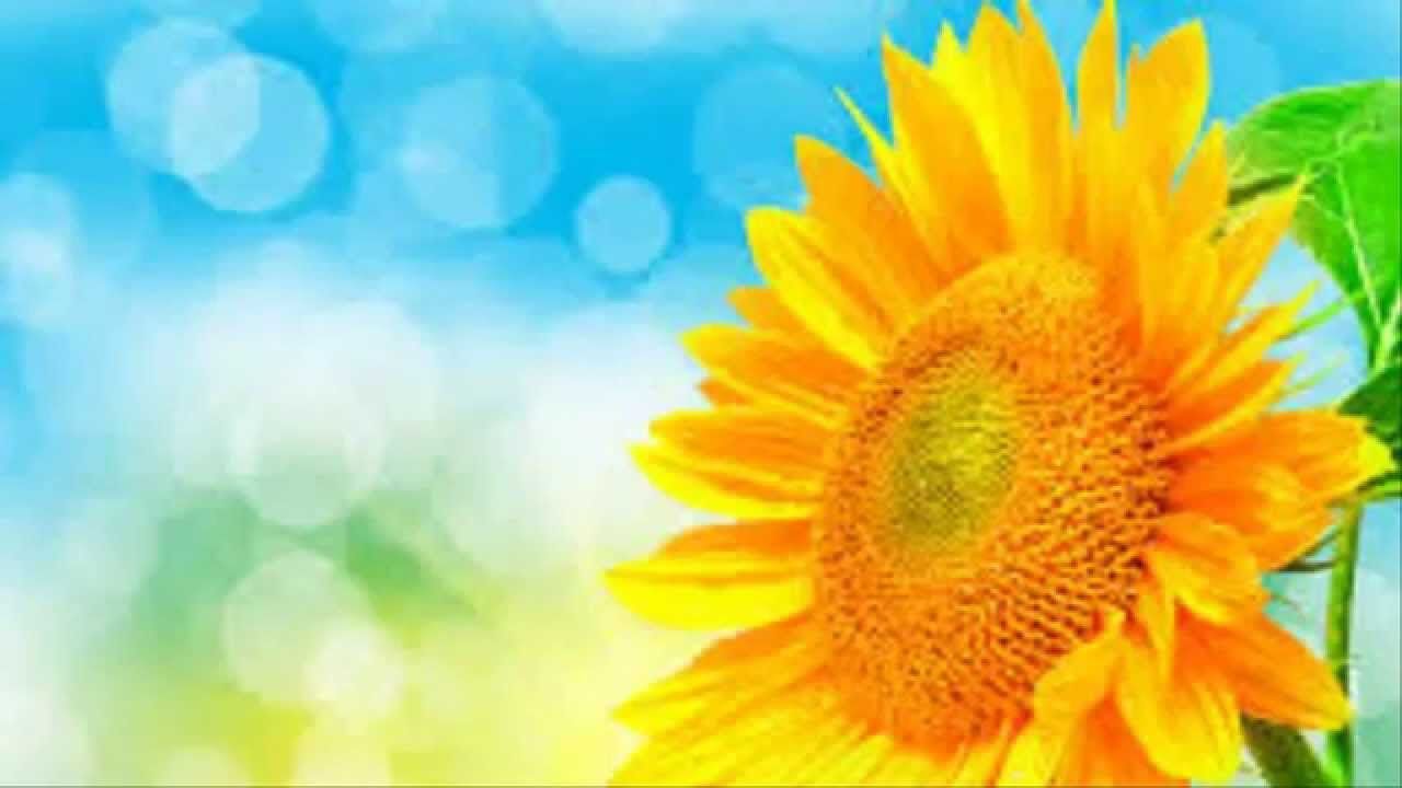 How To Draw Sunflower Desktop Background Cartoon