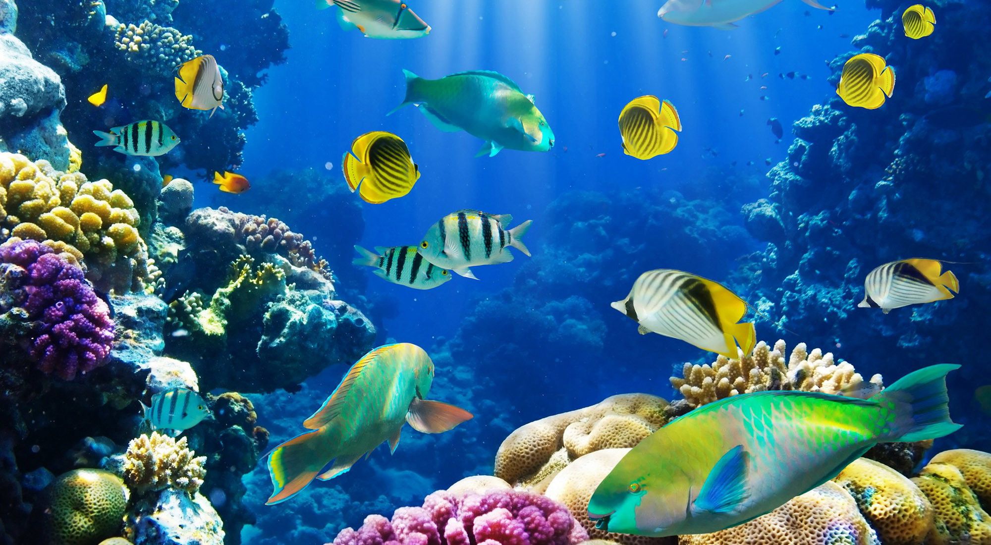 Colored Fishes Live Wallpaper - free download