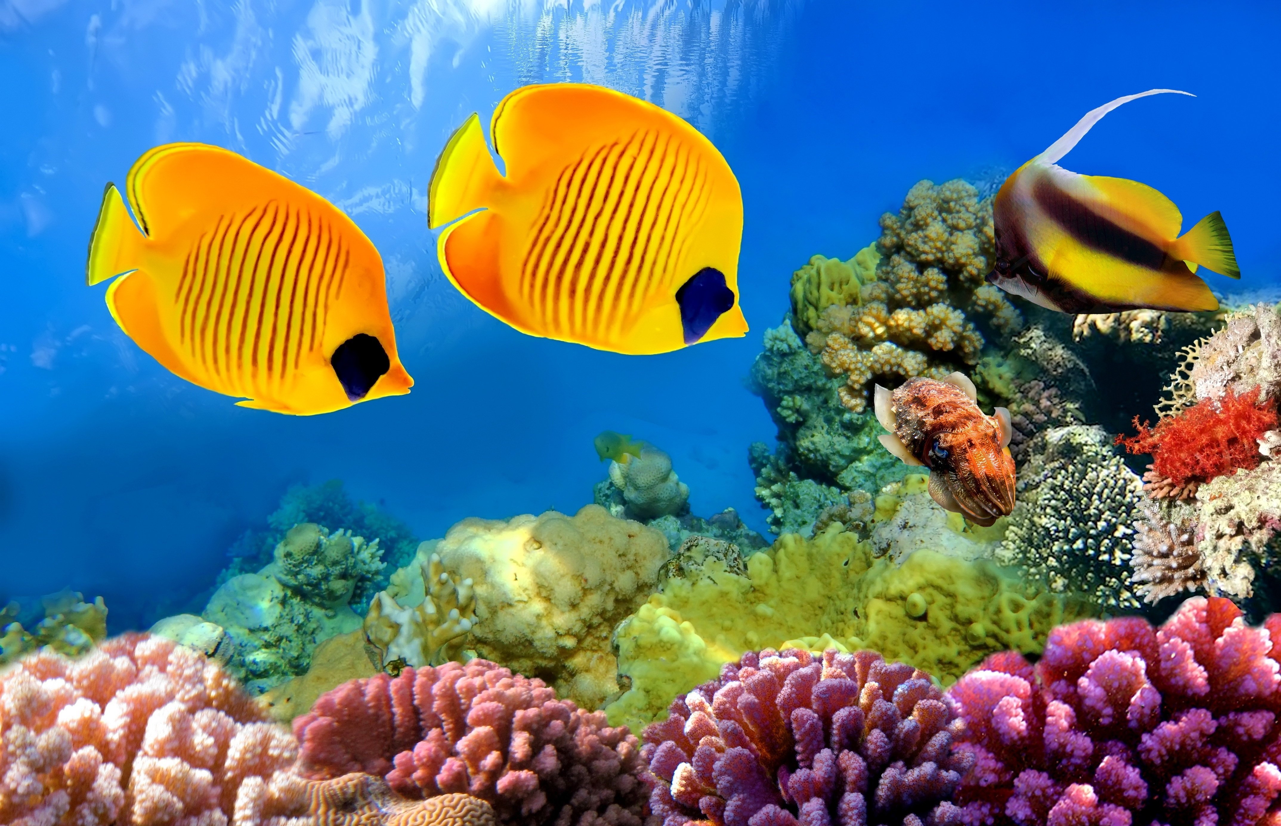 underwater, Fish, Fishes, Ocean, Sea, Tropical, Reef Wallpaper HD / Desktop and Mobile Background
