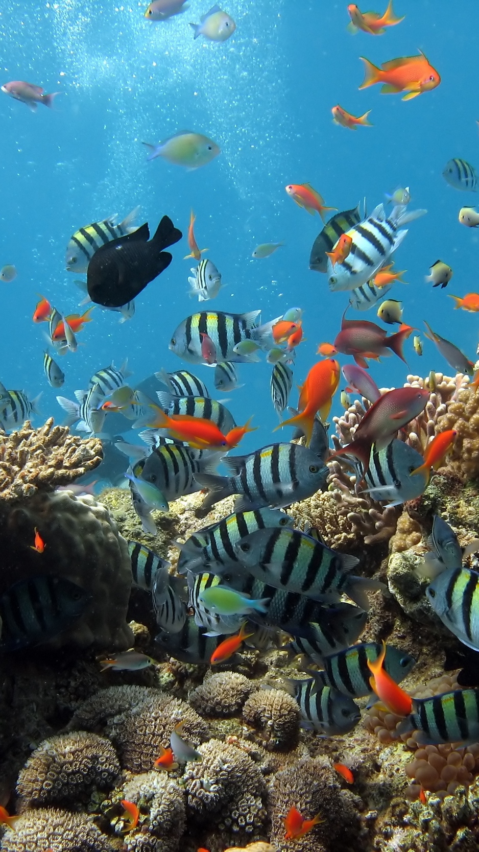 Wallpaper Underwater, Ocean, Fish Fish Wallpaper iPhone X