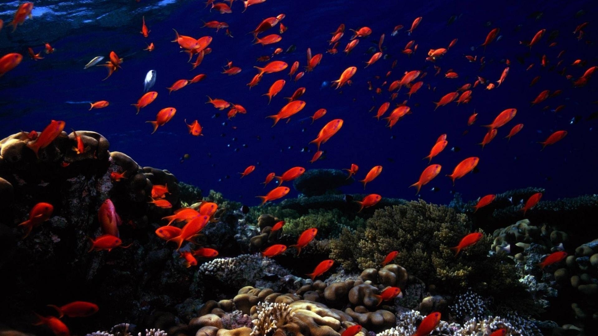 Preview Wallpaper Underwater, Fish, Sea Bottom Data Src See Wallpaper HD