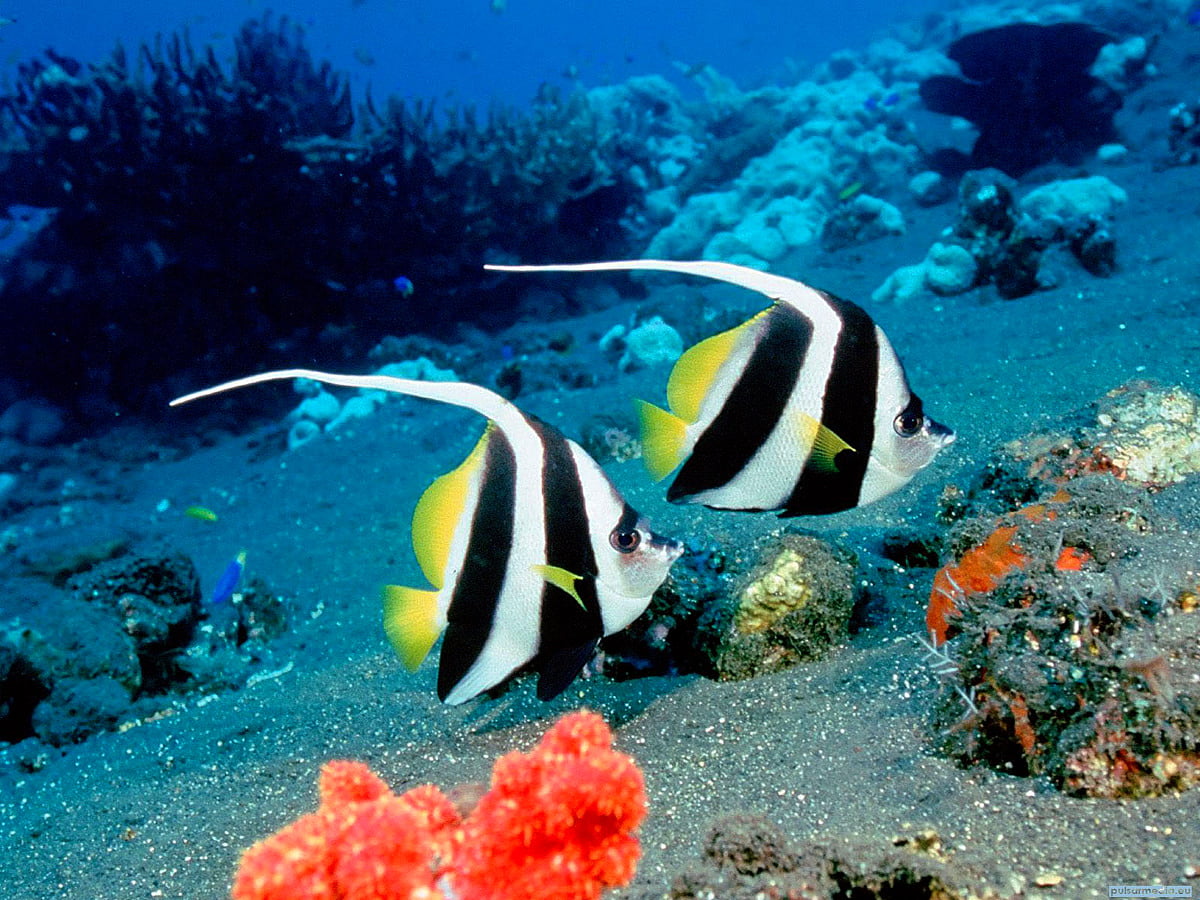 Phone Underwater World, Fish, Colourful Fish wallpaper. Download Best Free wallpaper