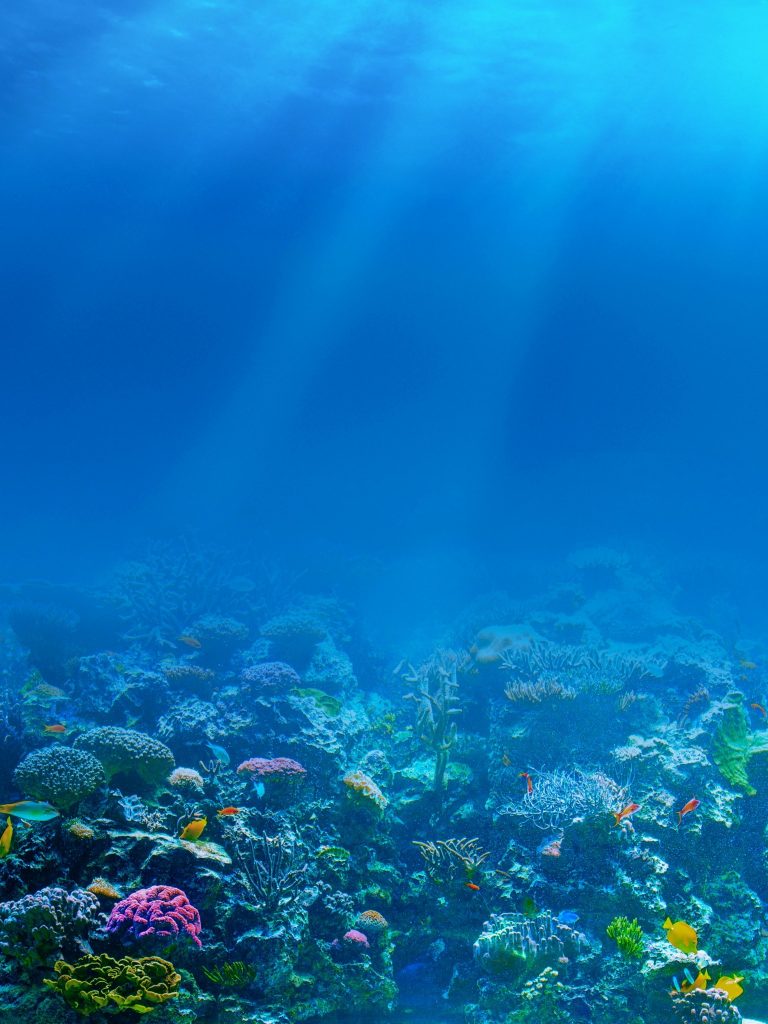 Sea Underwater Corals Fishes Wallpaper - [1536x2048]
