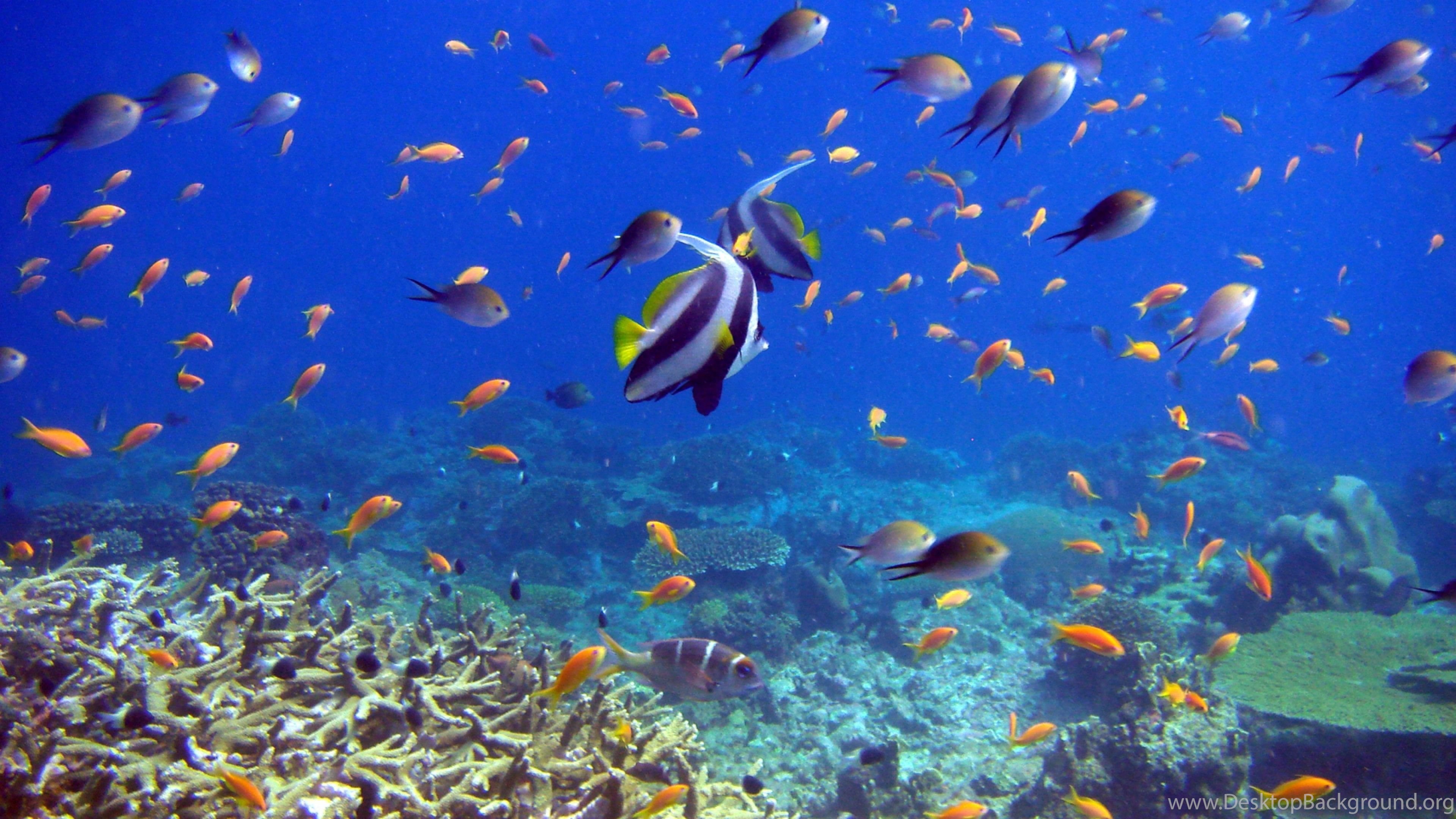 Download Wallpaper 3840x2160 Fish, Coral, Underwater 4K Ultra HD. Desktop Background