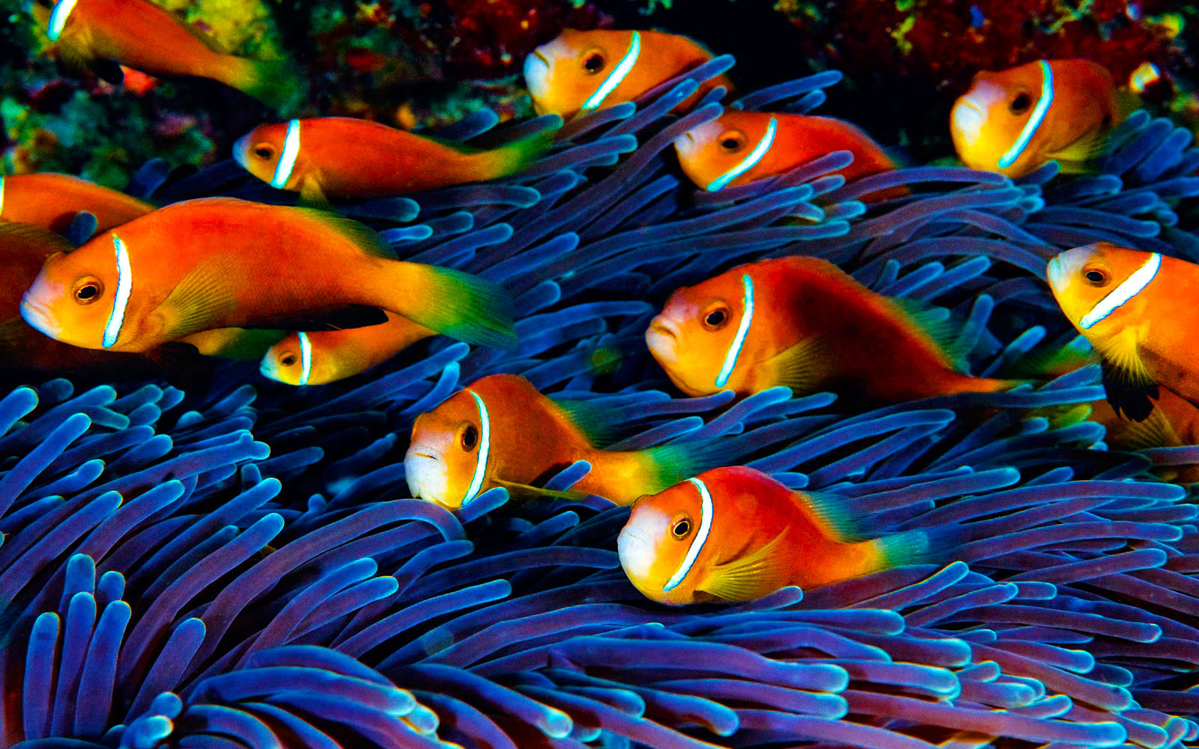 Fish Wallpaper HD Underwater World, Wallpaper13.com