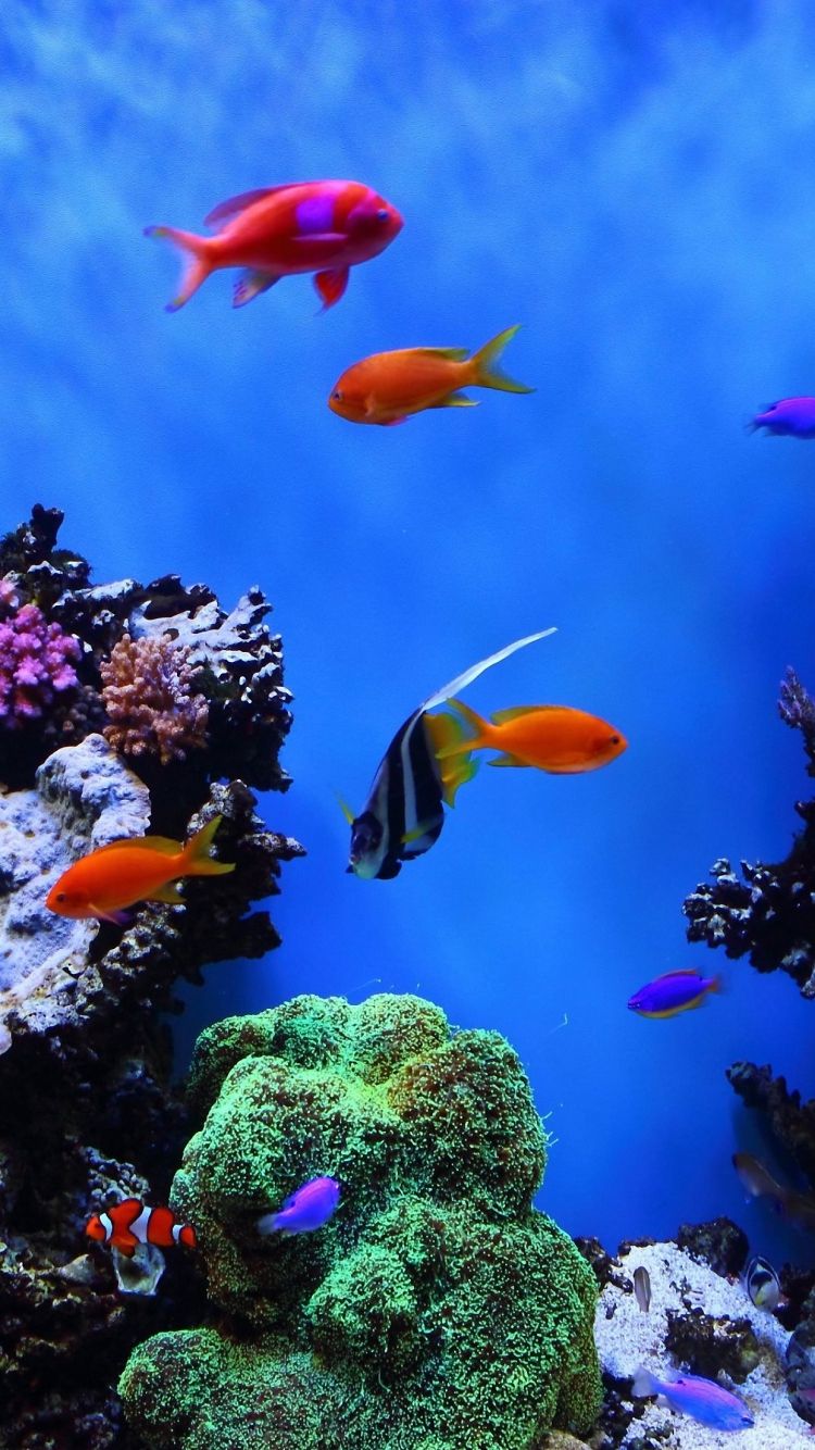 Tropical Fish Undersea iphone 6 Wallpaper HD. Fish wallpaper, Animal wallpaper, Android wallpaper