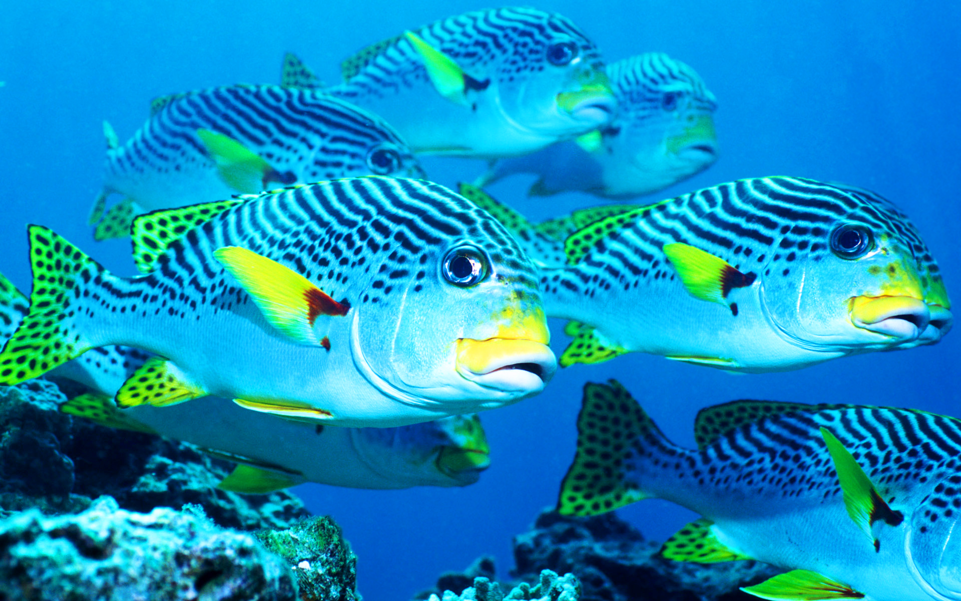 Underwater fish world