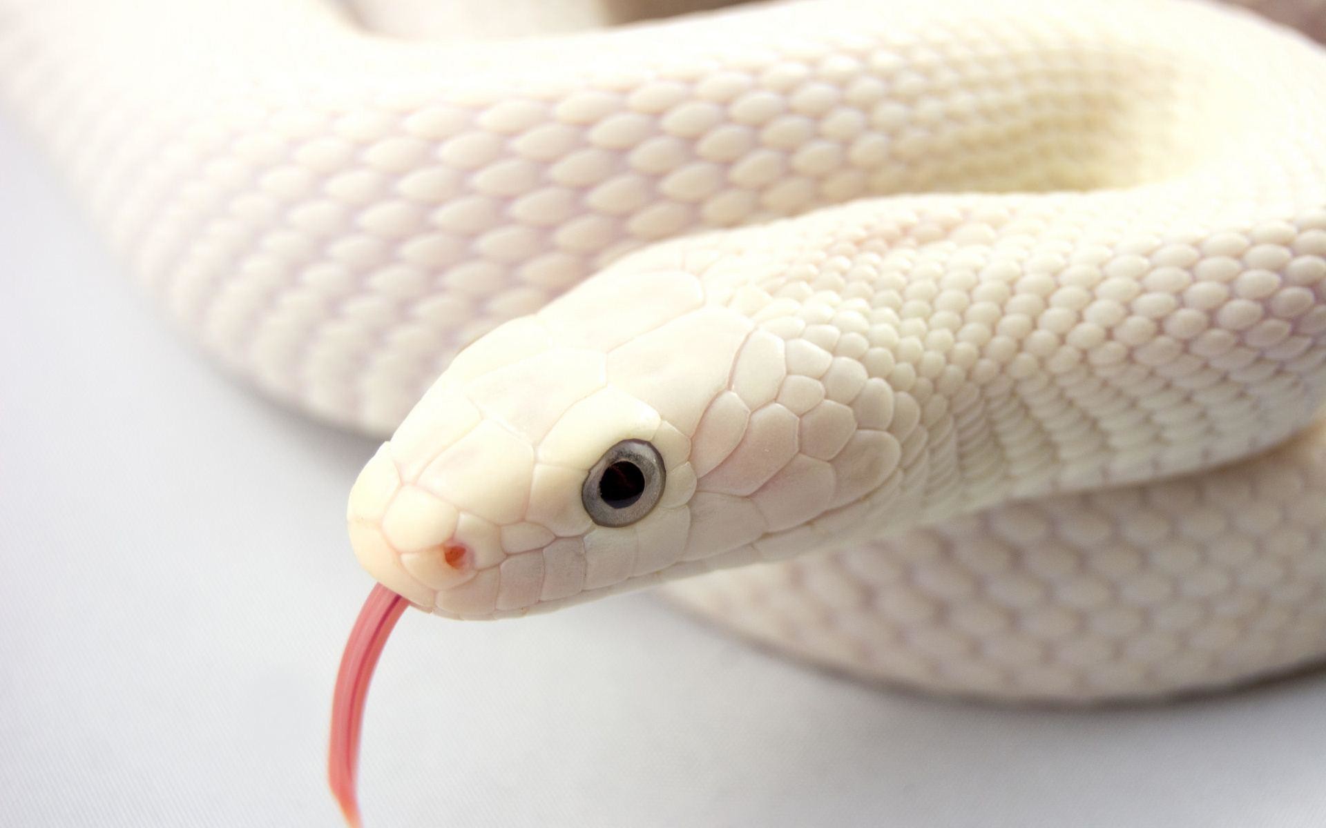 White Snake Wallpaper