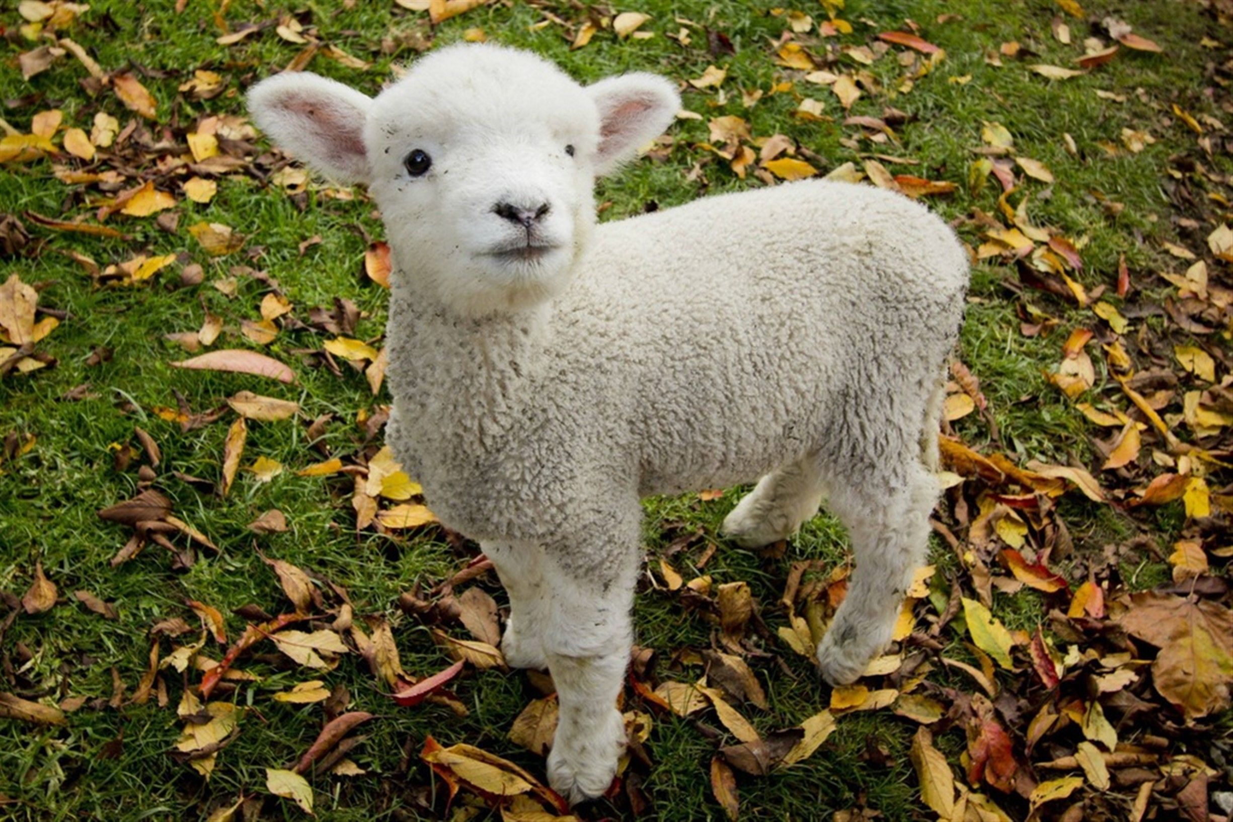 Cute Lambs Wallpapers Wallpaper Cave