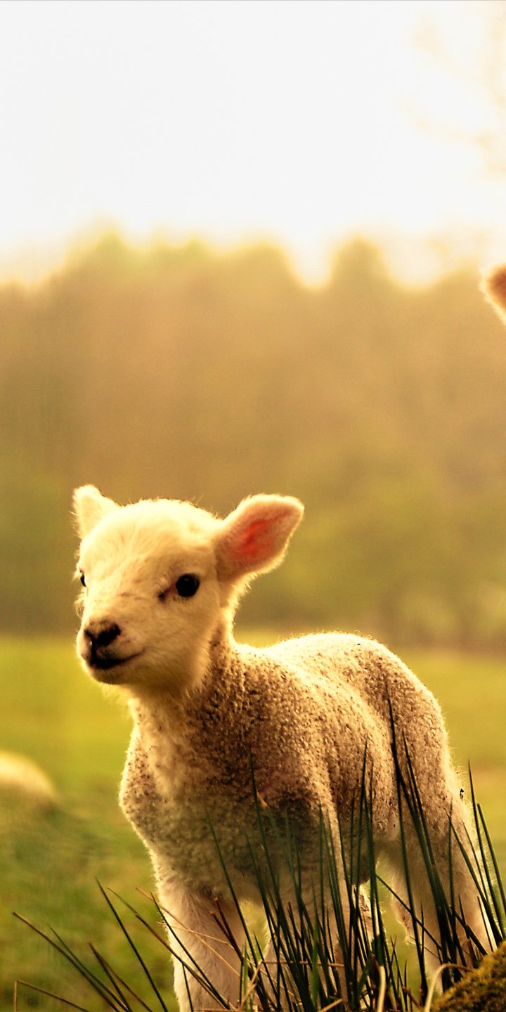 Animal Sheep