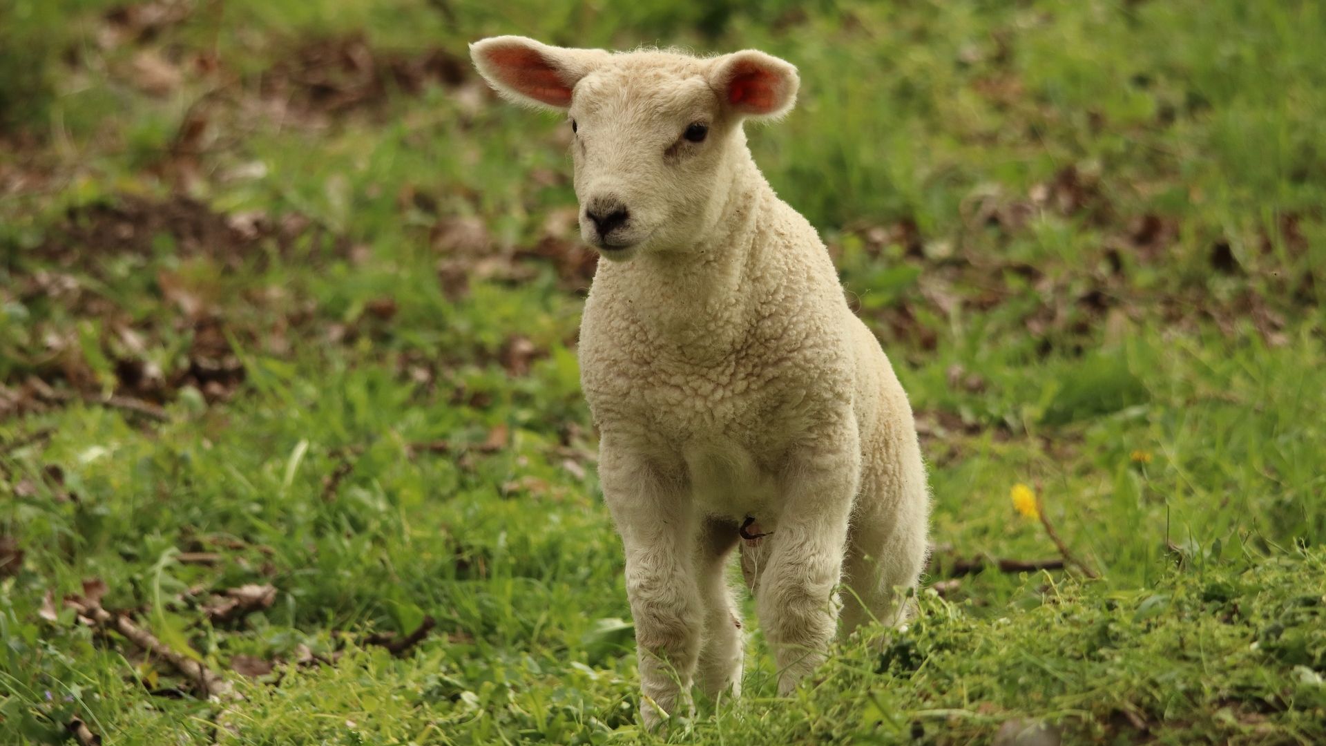 Desktop Wallpaper Lamb, Baby Sheep, Animal, Cute, HD Image, Picture, Background, Sqia9q