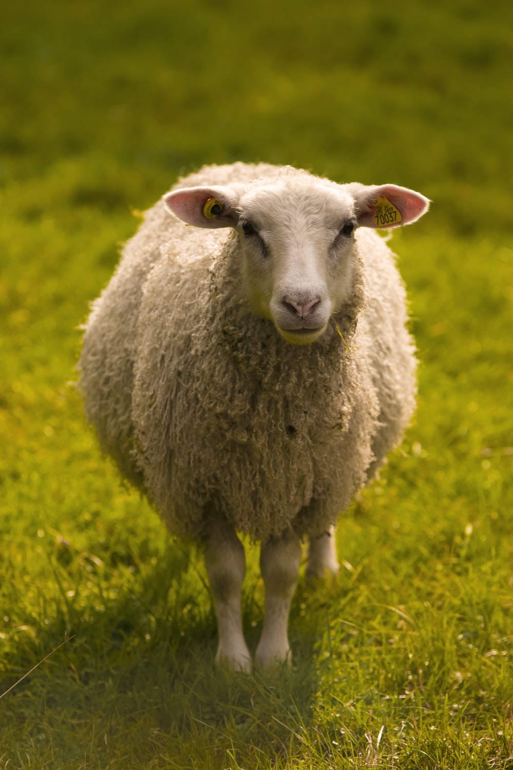 Sheep Image. Download Free Picture