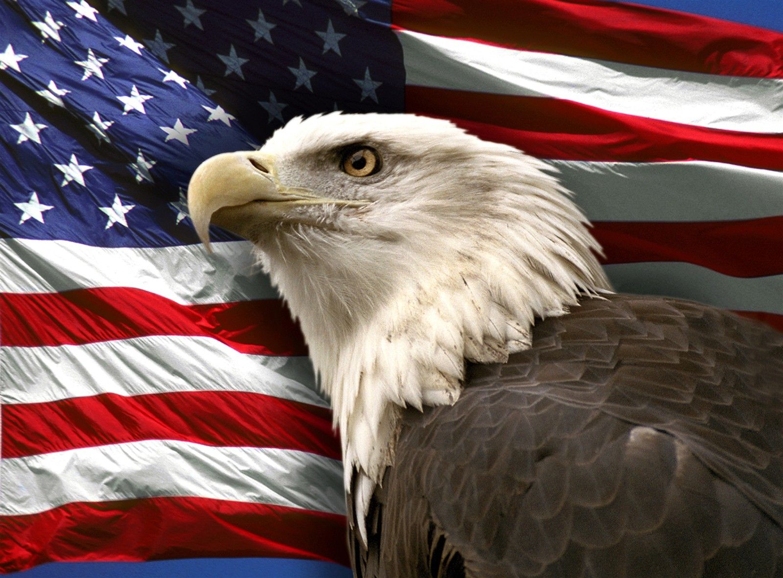 Wallpaper bird, eagle, flag, America, USA for mobile and desktop, section  разное, resolution 2560x1920 - download