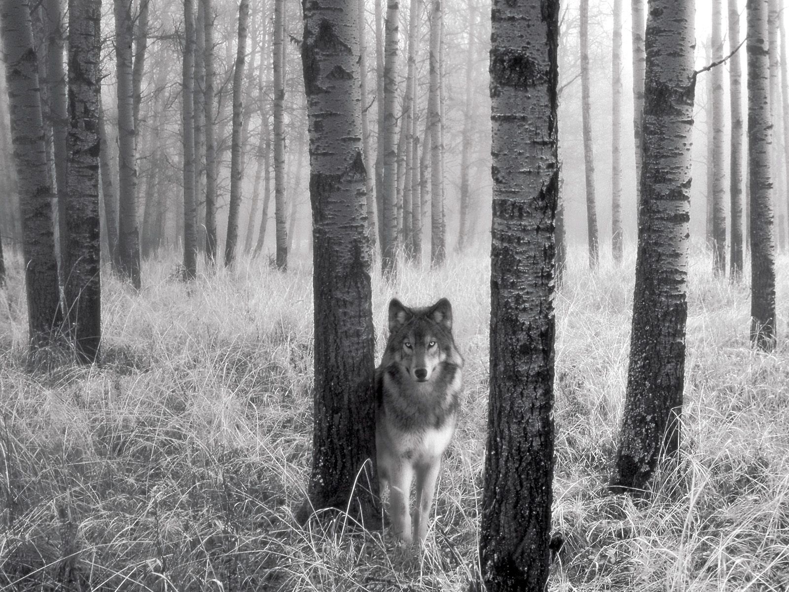 White And Black Wolf Wallpaper Image Free Download In The Forest