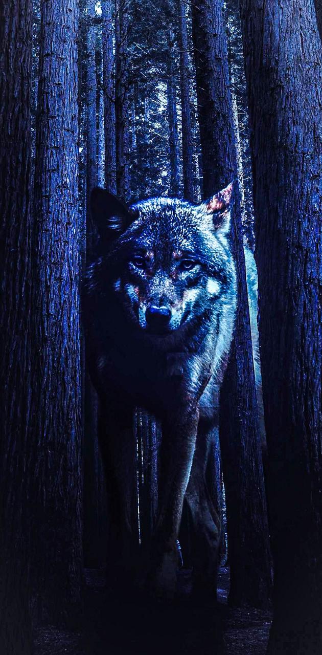 Wolf In Forest wallpaper