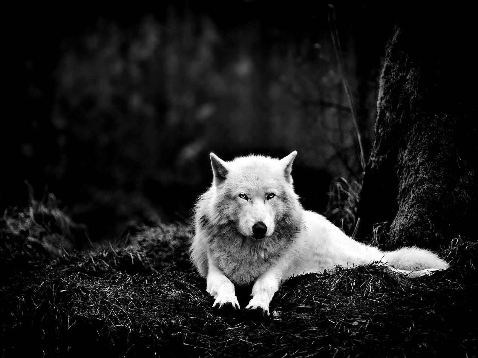 Dark Forest Wolf Wallpaper Free Dark Forest Wolf Background