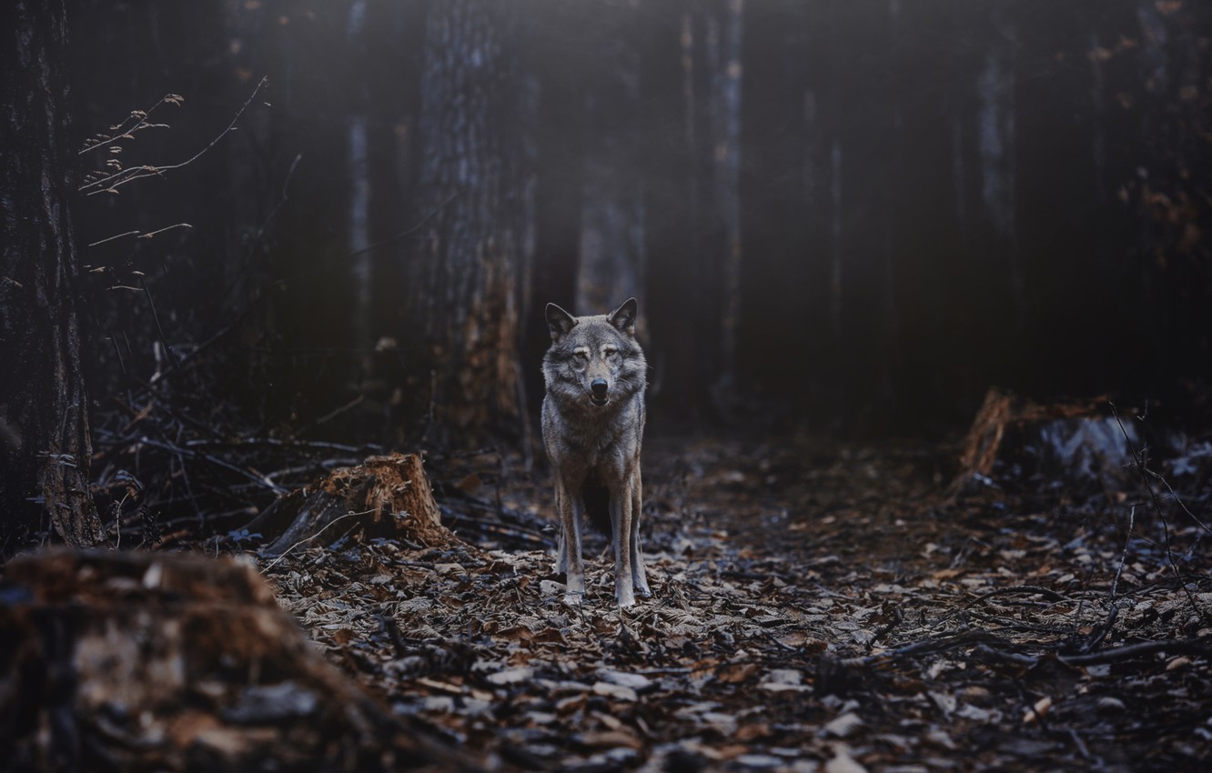 Wallpaper forest, wolf, predator image for desktop, section животные