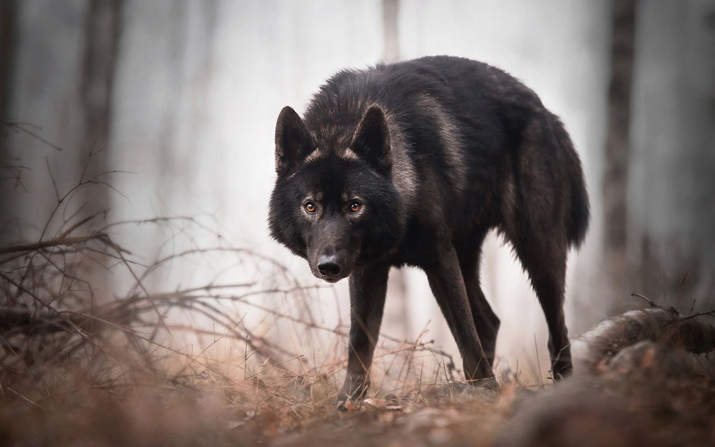 Wallpaper Black wolf look at you, forest 1920x1200 HD Picture, Image