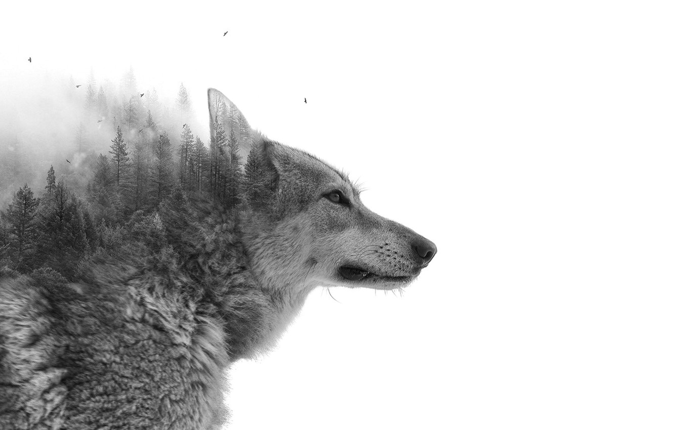 Wallpaper Forest, Wolf, Wood, Wolf image for desktop, section животные