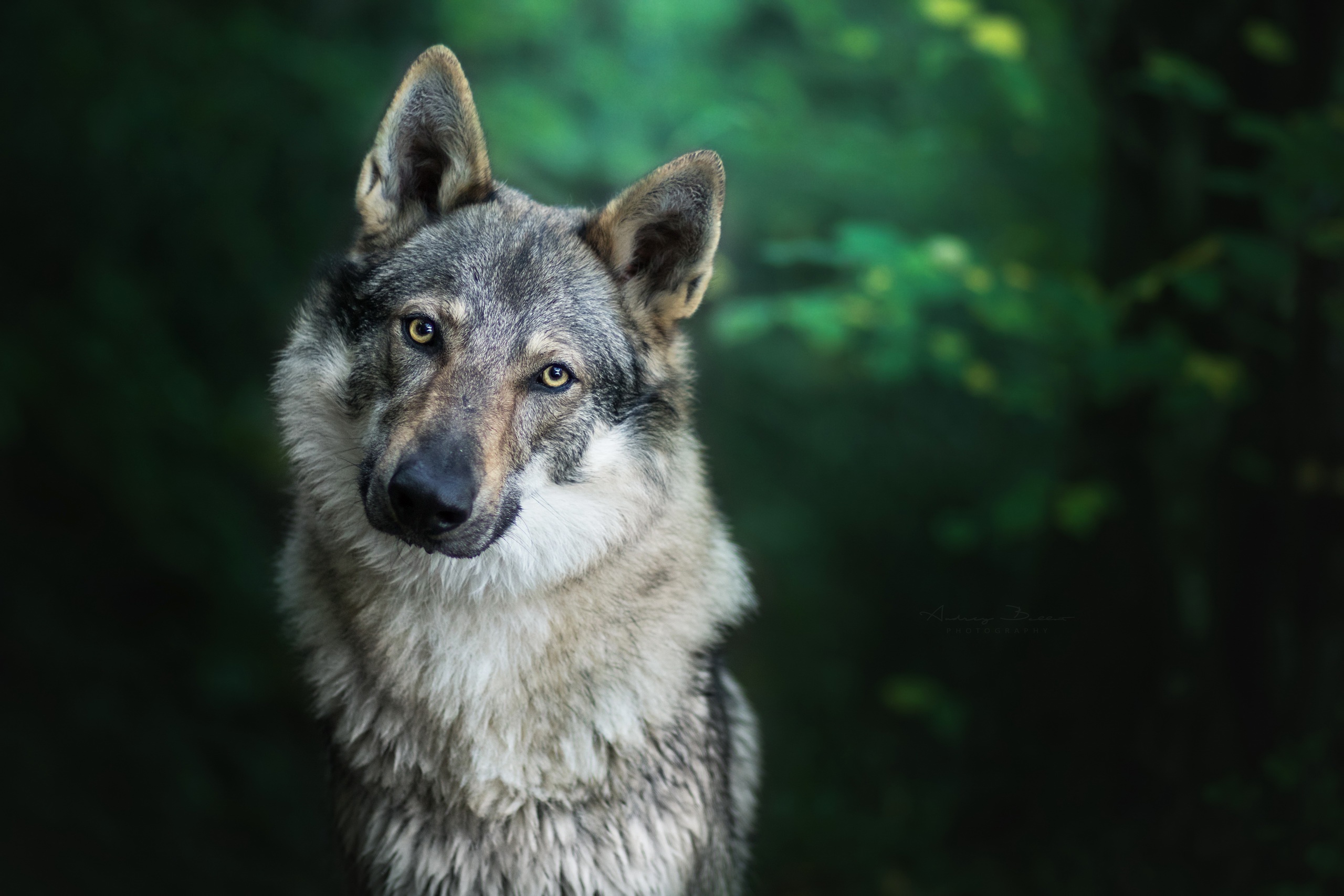 animals, Forest, Wolf Wallpaper HD / Desktop and Mobile Background