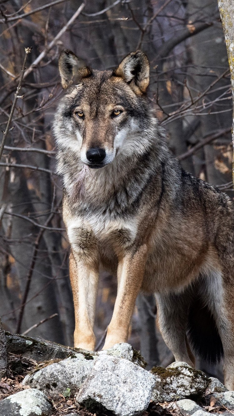 iPhone Wallpaper Wolf, Forest, Wildlife D Écran iPhone Loup