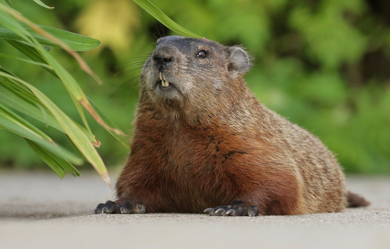 Wallpaper marmot, rodent, Woodchuck image for desktop, section животные