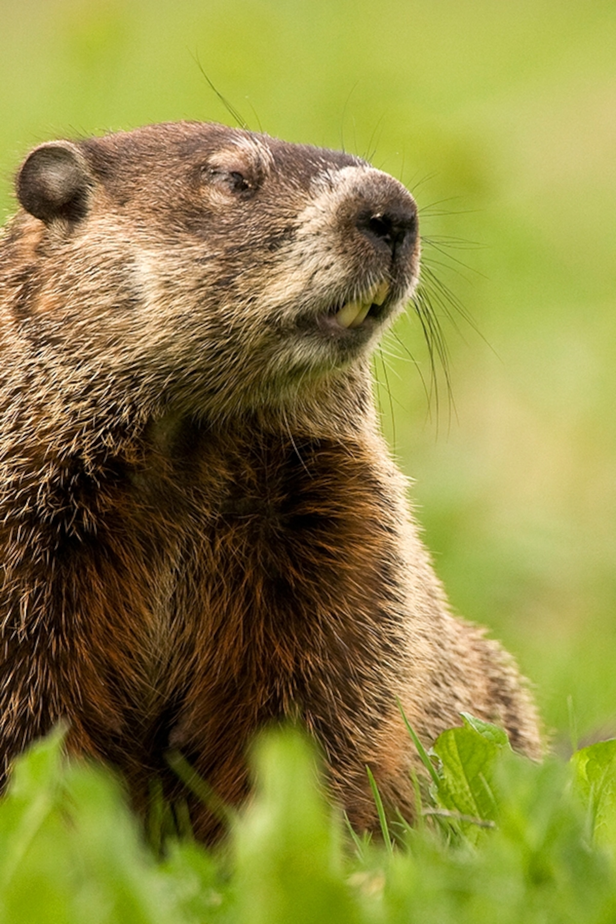 Groundhog Photo and Facts