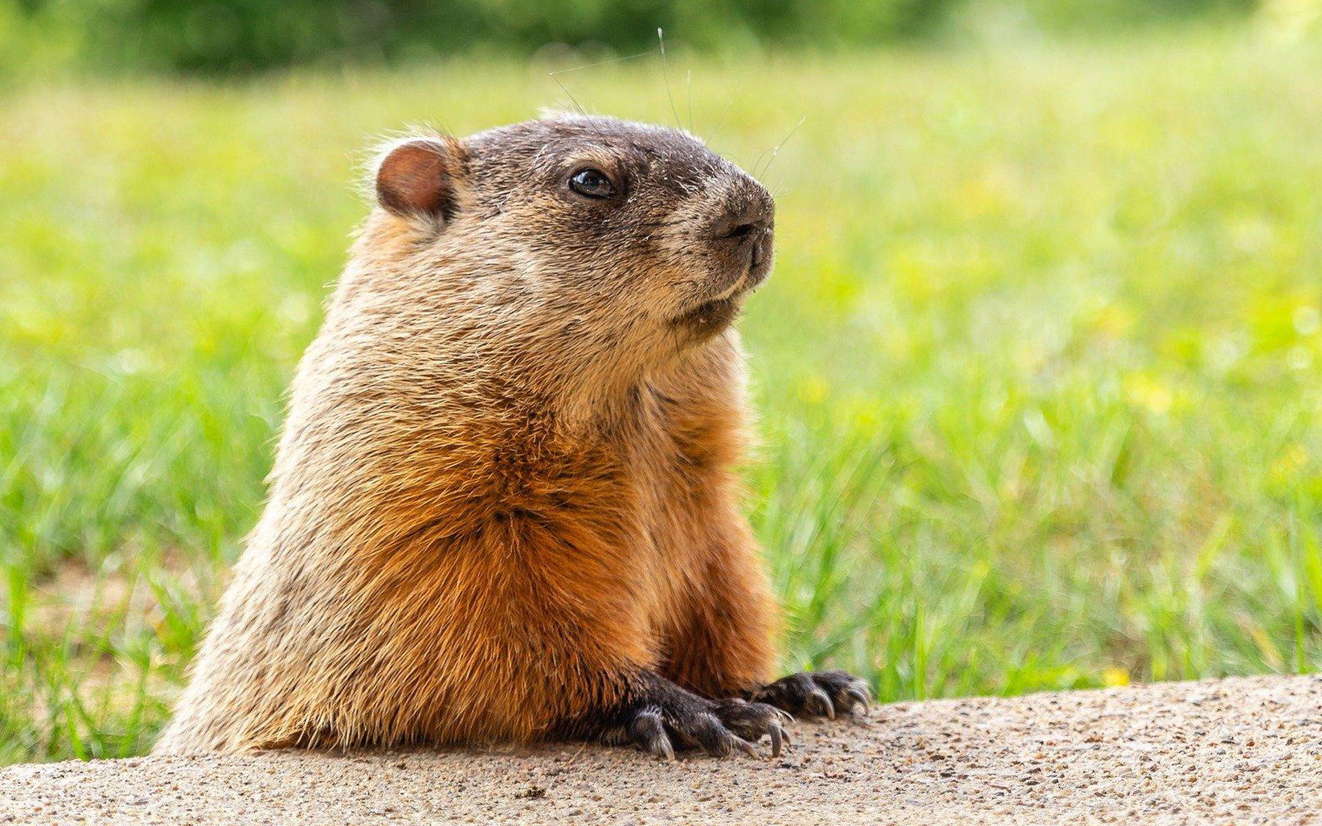 Download wallpaper Groundhog Day, February Groundhog in the grass, woodchuck, Happy Groundhog Day, Groundhog, USA for desktop with resolution 1920x1200. High Quality HD picture wallpaper