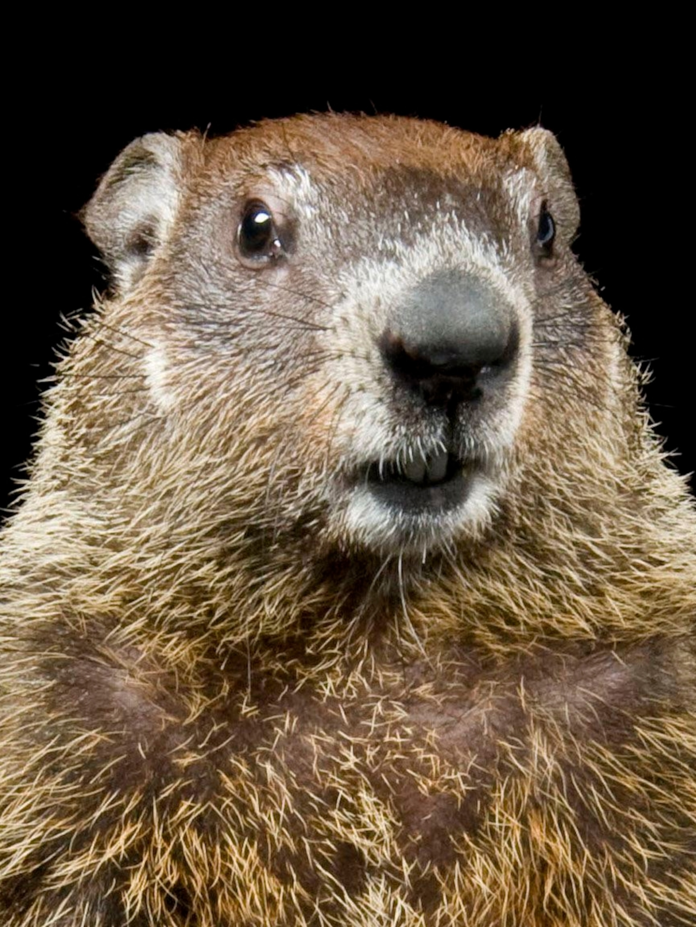 Groundhog, facts and photo