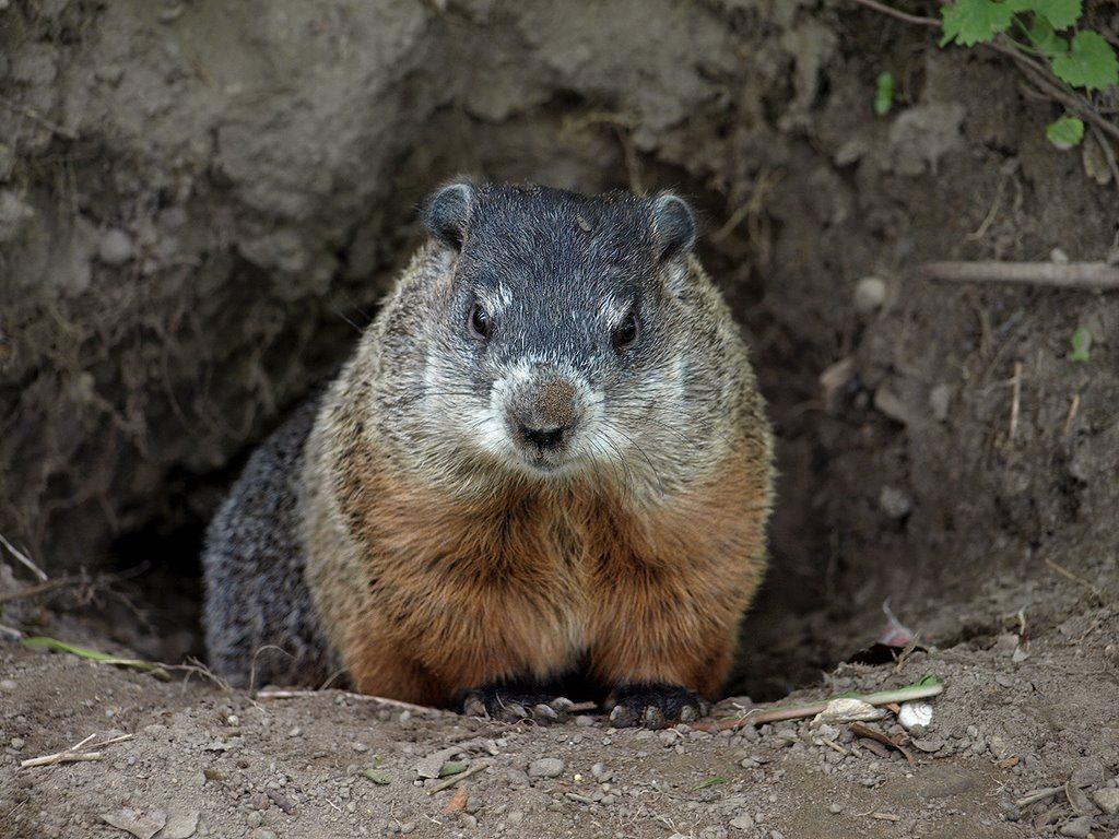Groundhog Wallpaper
