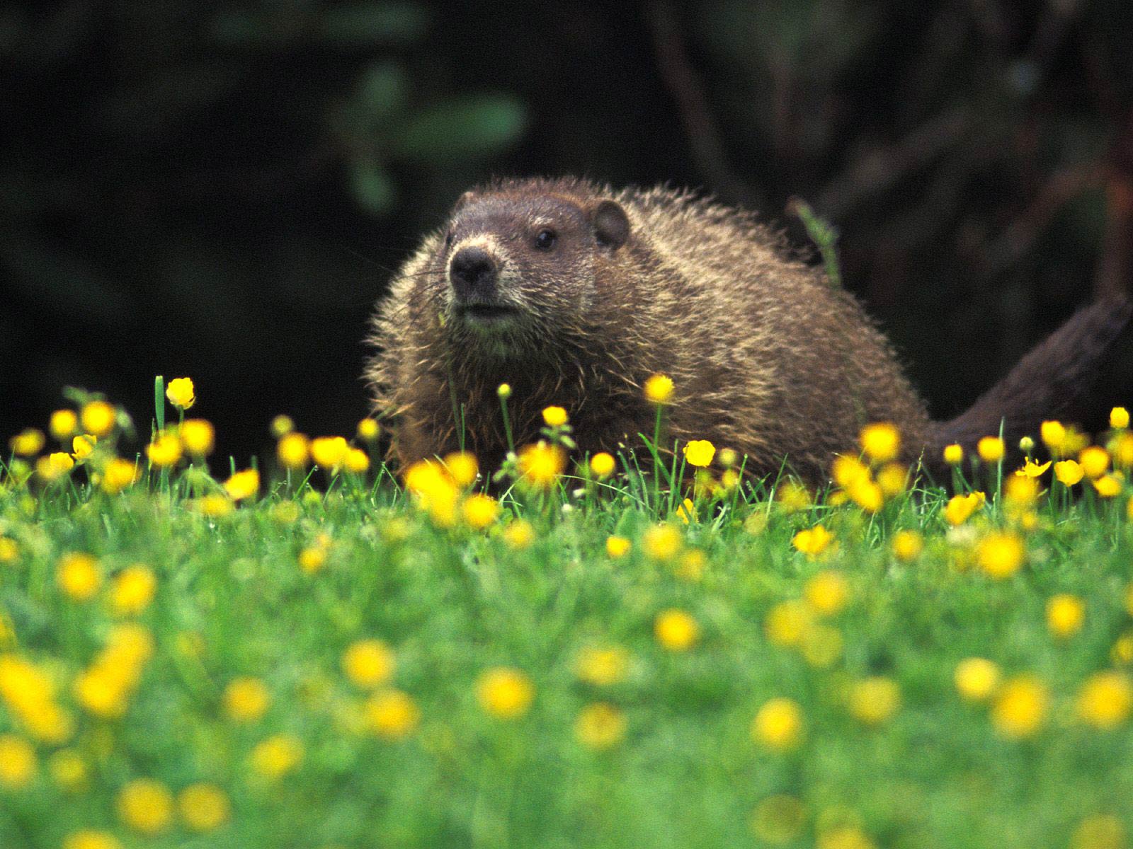 Groundhog Wallpaper and background