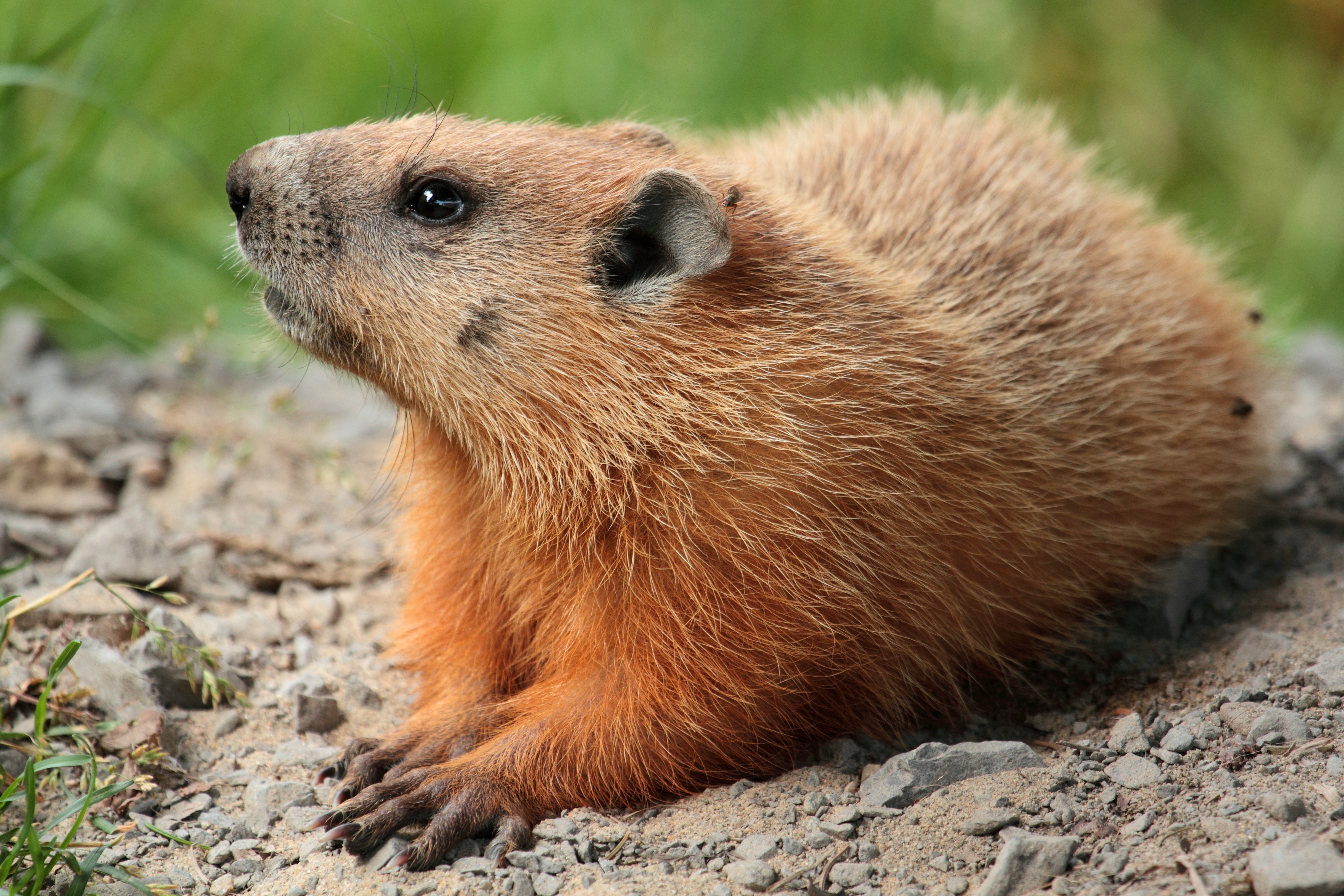 Most viewed Groundhog wallpaperK Wallpaper
