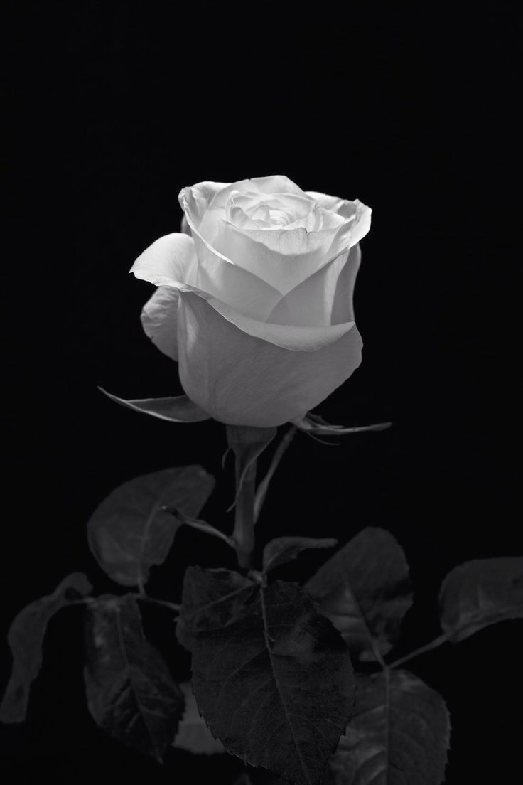 White Rose Snow Wallpapers - Wallpaper Cave