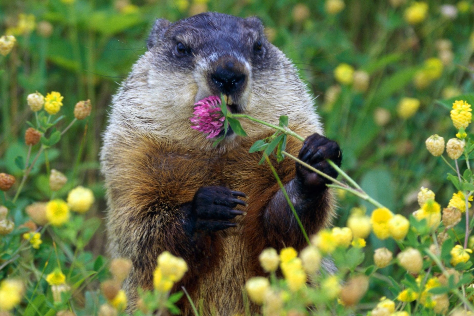Groundhog HD Wallpaper and Background Image