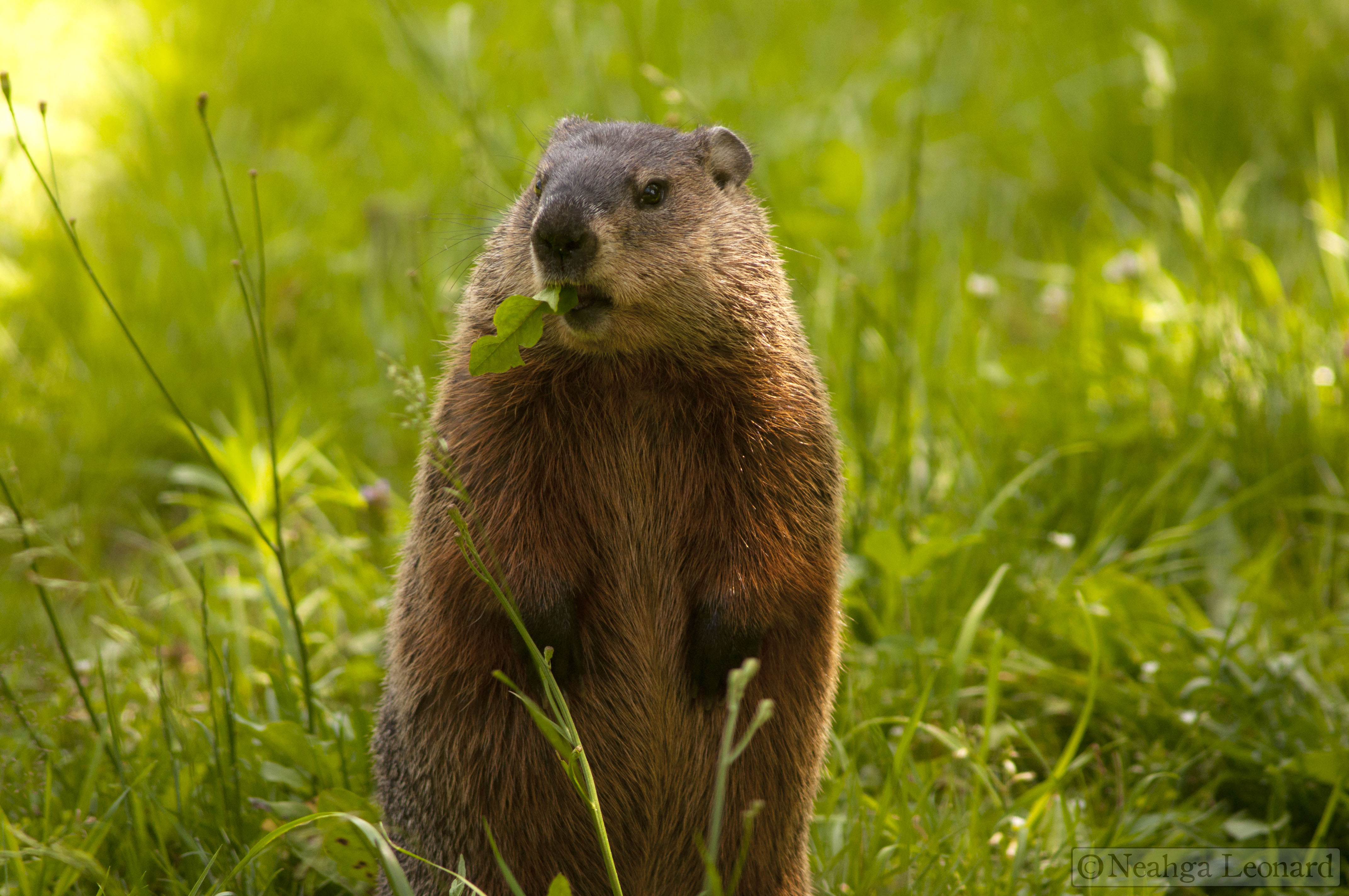Of Woodchucks (and Lawns). Writing for Nature