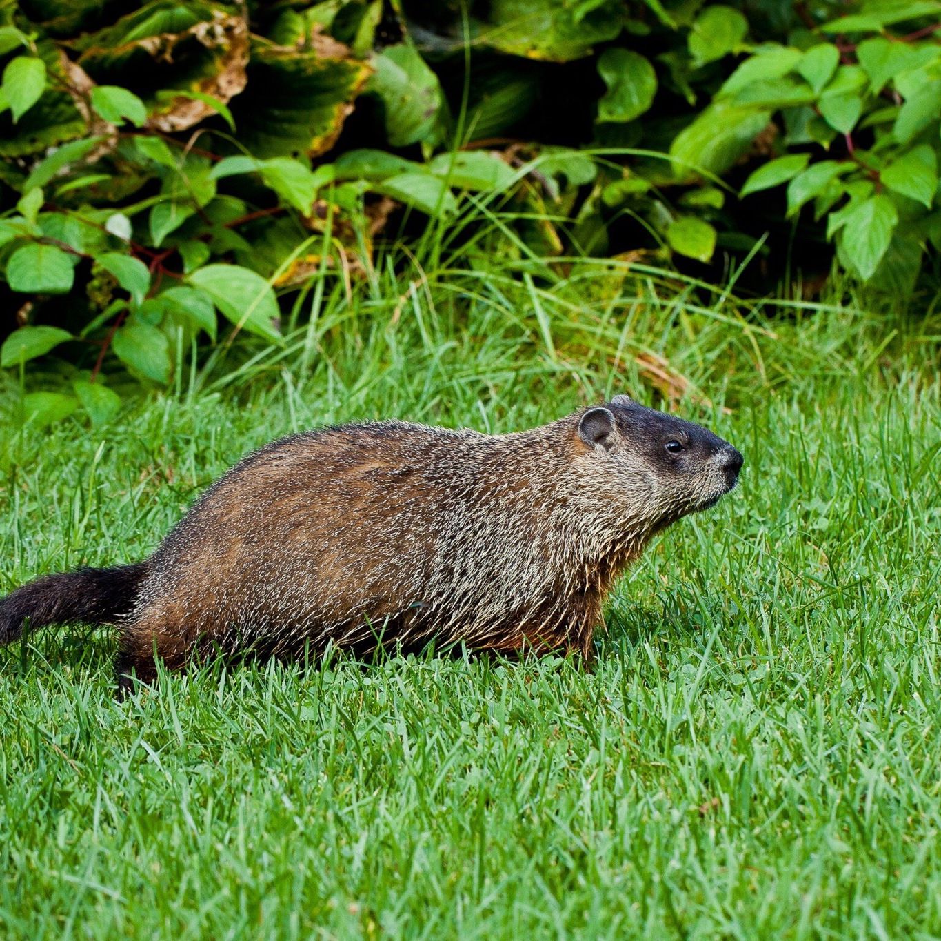 The Best Ways to Rid Your Yard of Groundhogs