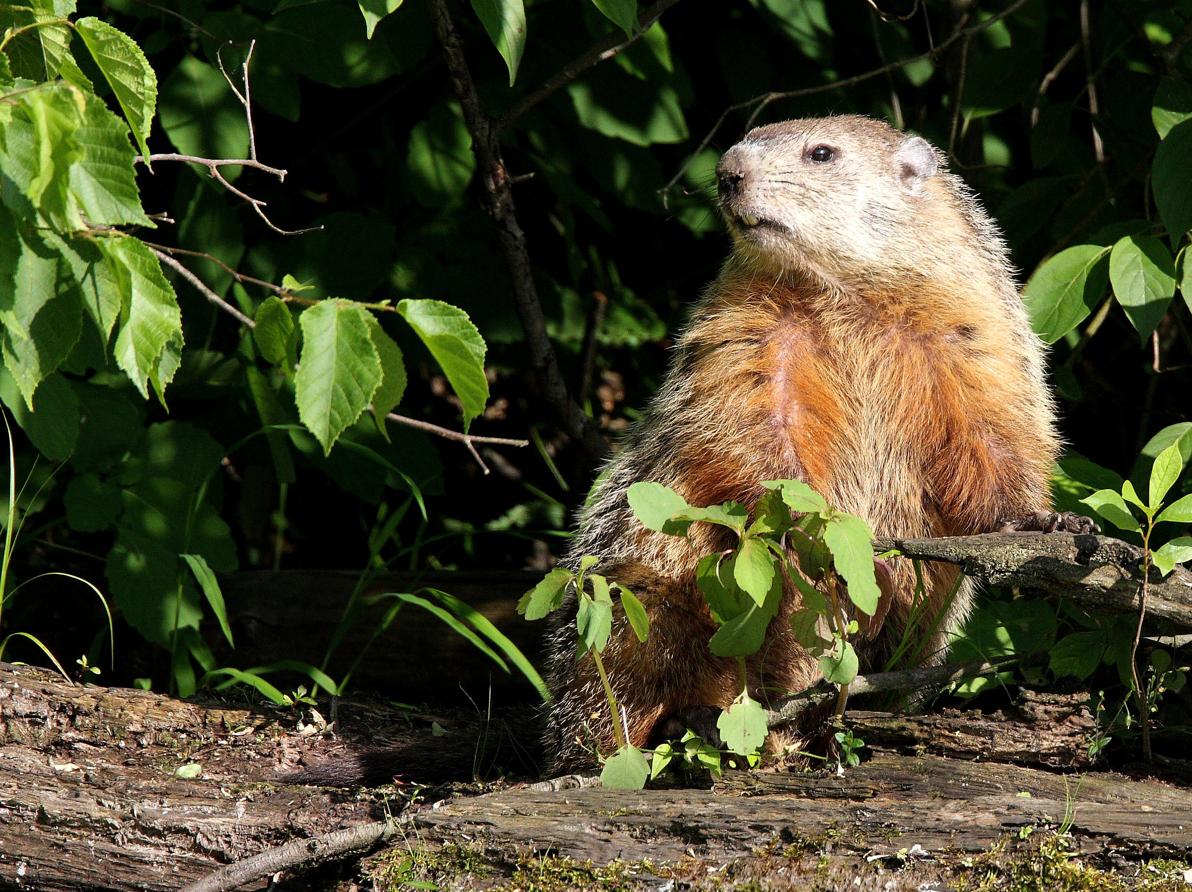 Woodchuck перевод. Woodchuck. Peter Woodchuck. Groundhog ABC. Woodchuck for meat.