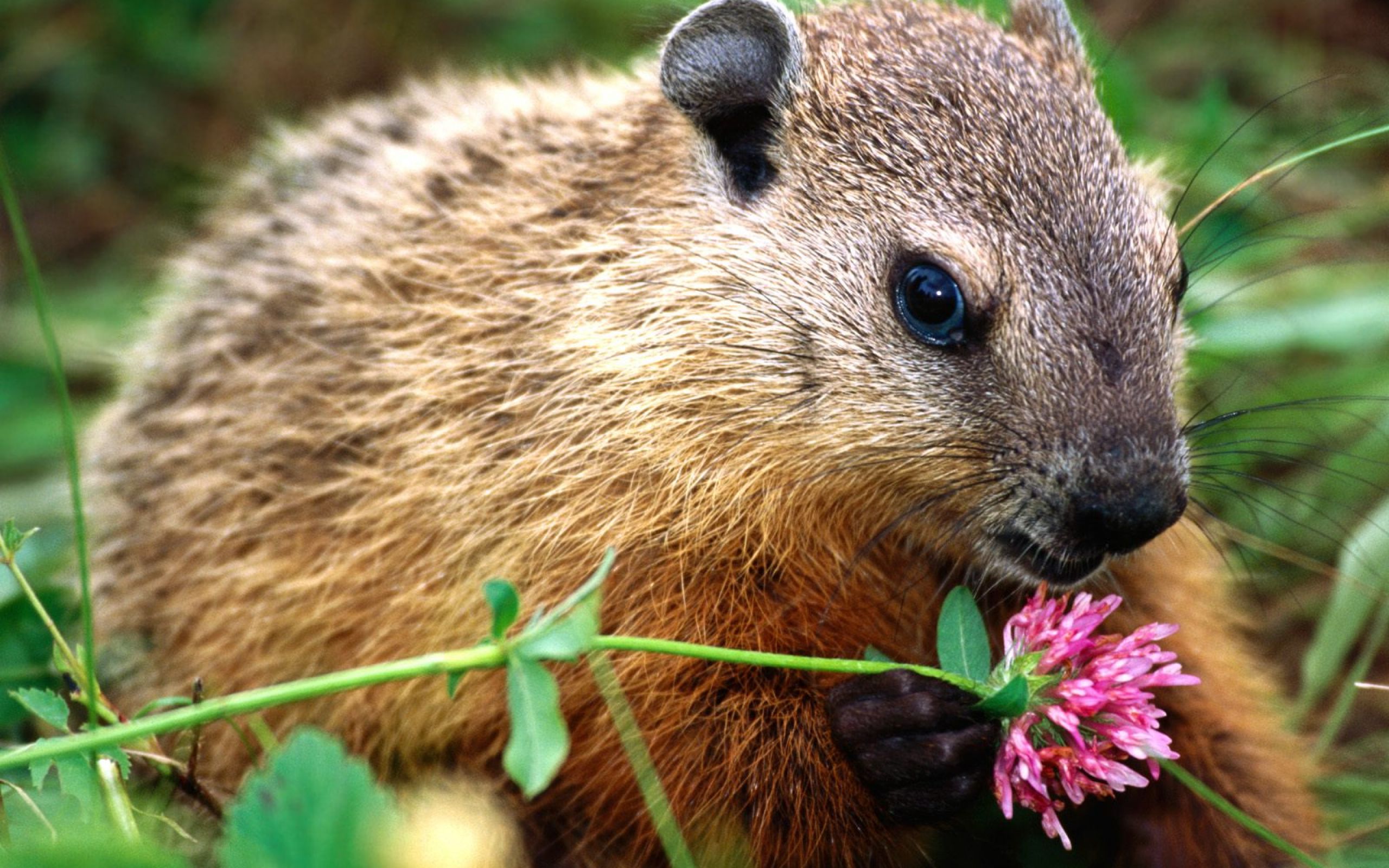 Woodchuck Smelling Flower and Birds Wallpaper. All is Wall