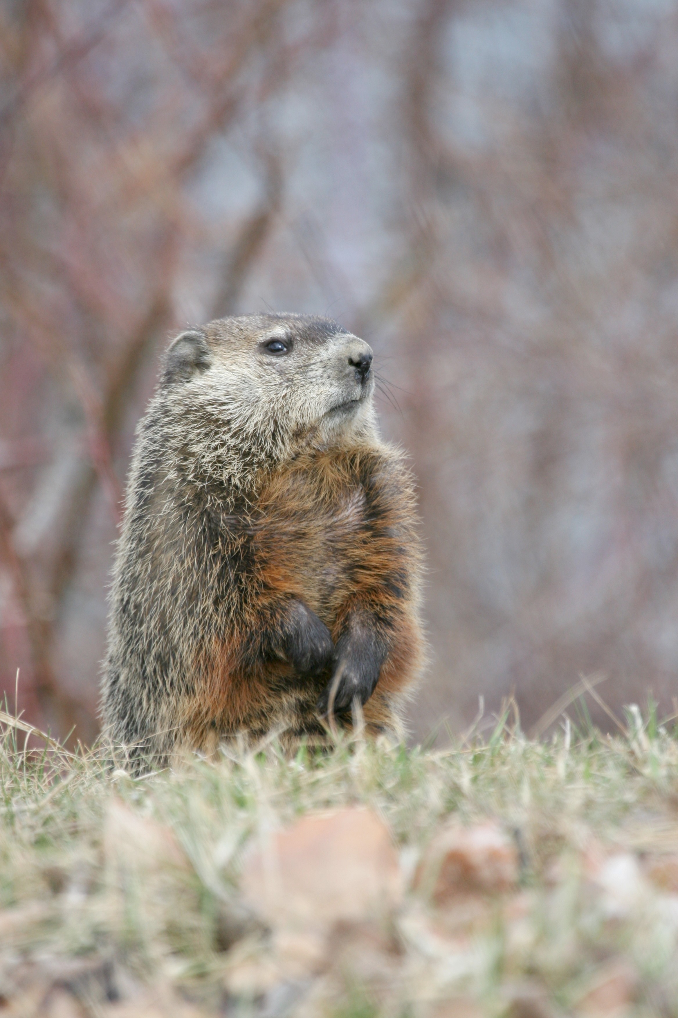 How to deal with problem Woodchuck in Vermont
