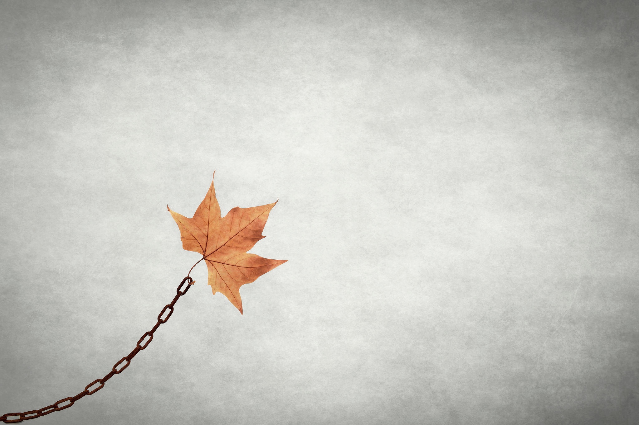 Autumn Leaf Minimalist Wallpapers - Wallpaper Cave