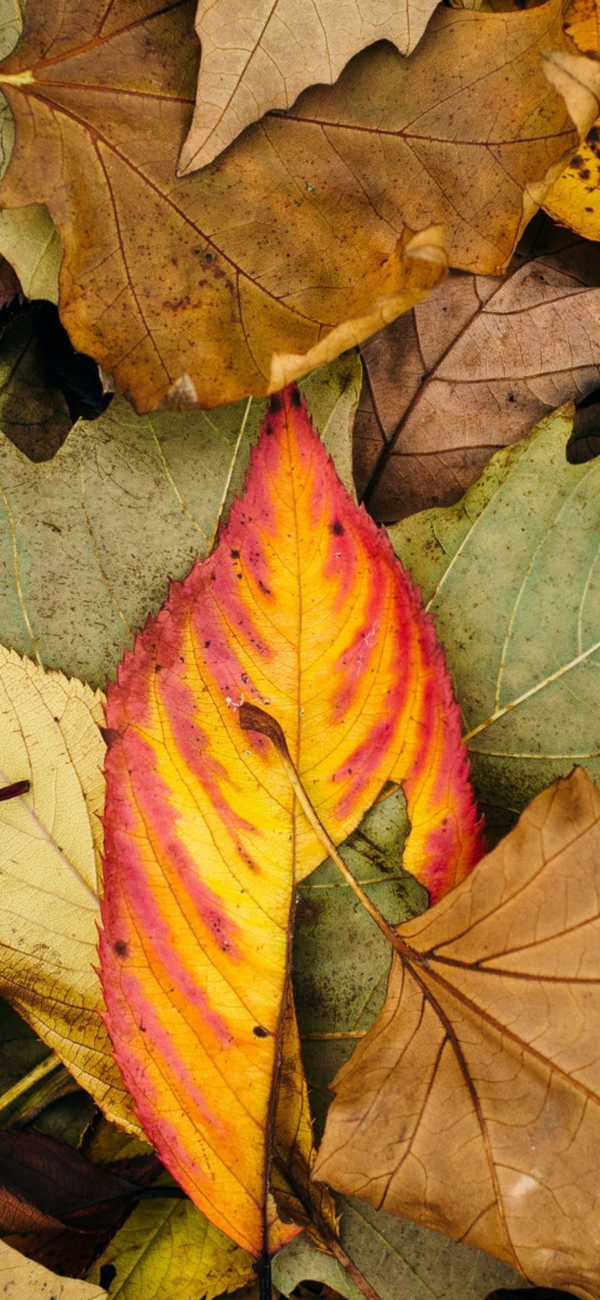 Autumn Leaf Carpet Wallpaper for iPhone 12 Pro