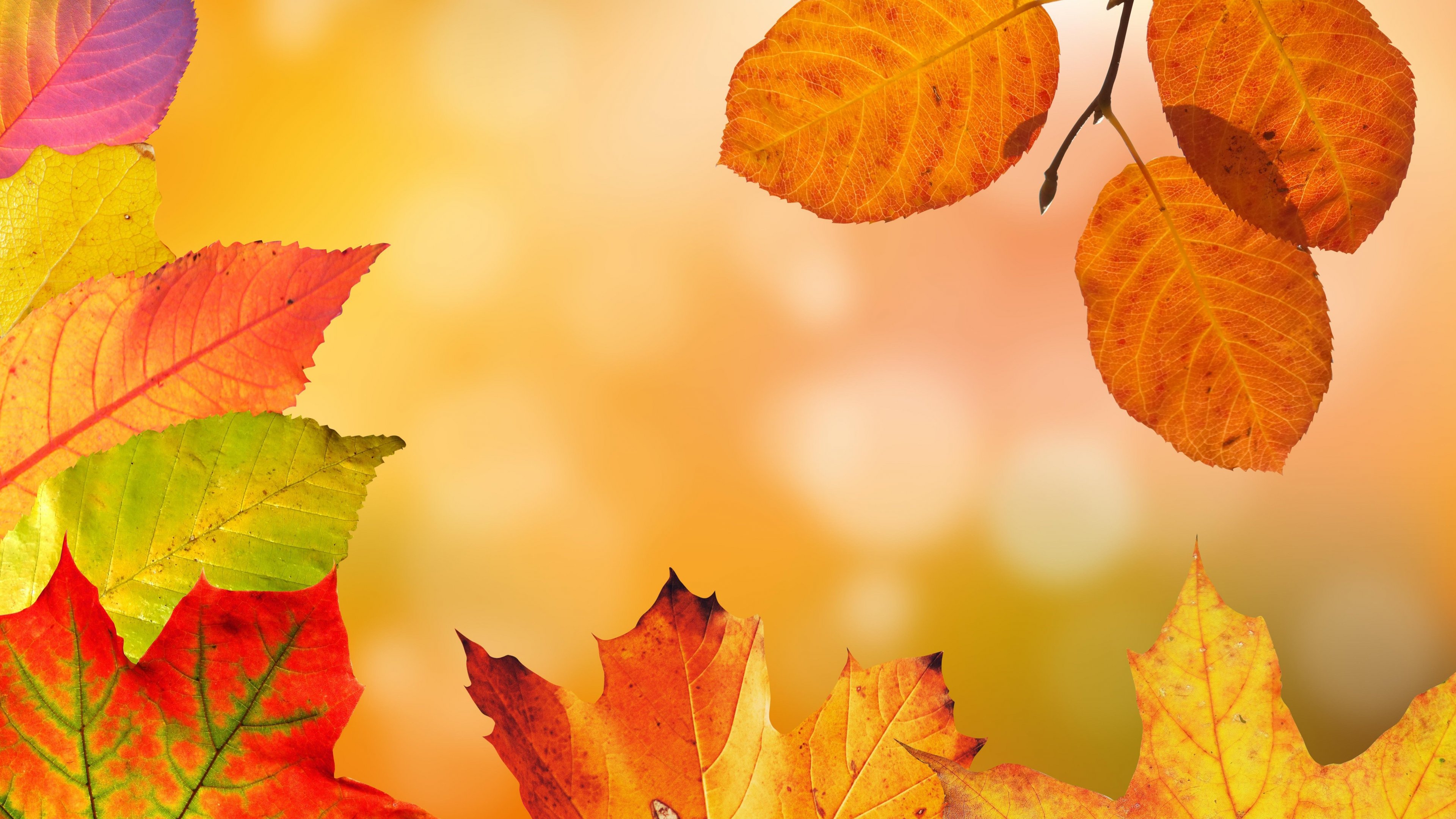 Autumn Leaves Wallpaper, Android & Desktop Background