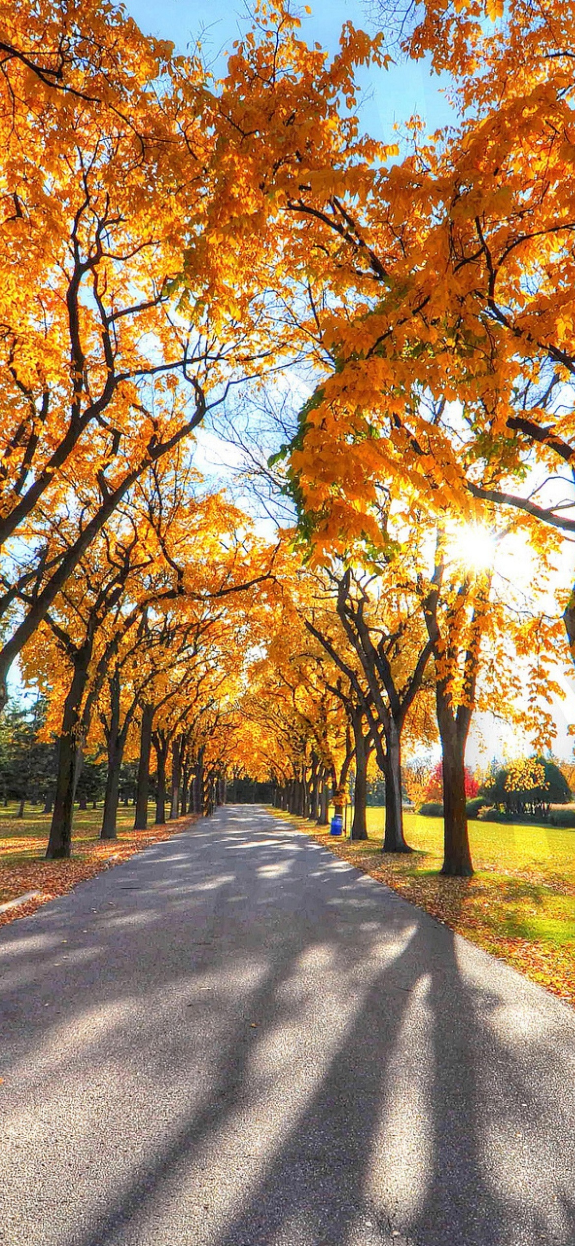 Autumn Alley in September Wallpaper for iPhone 12 Pro