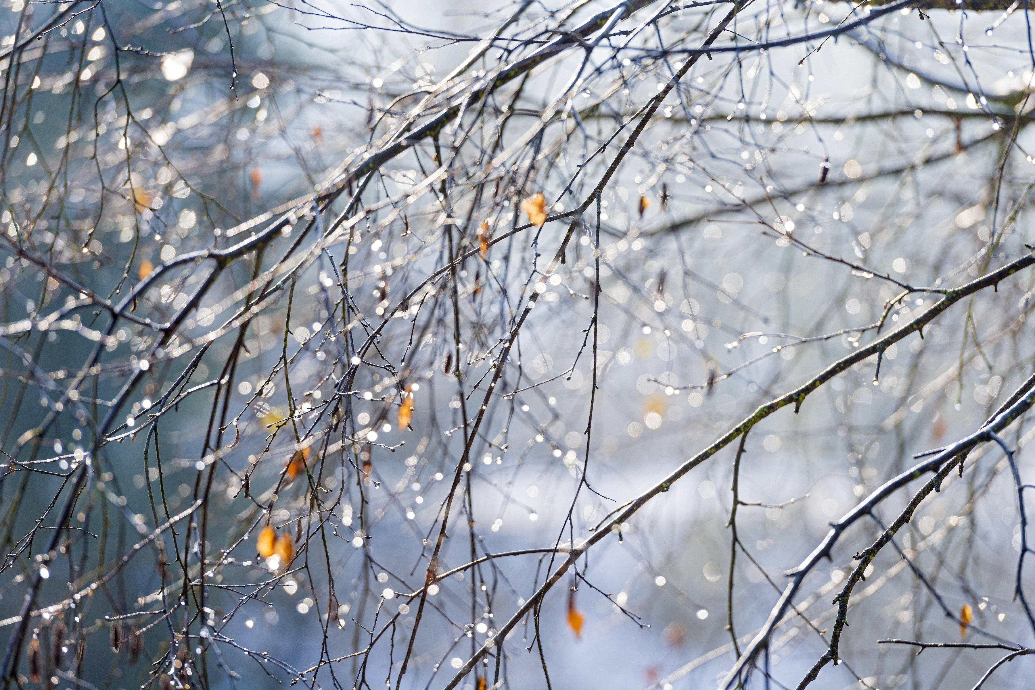 twigs, Leaves, Drops, Glitter, Macro, Autumn, Bokeh Wallpaper HD / Desktop and Mobile Background