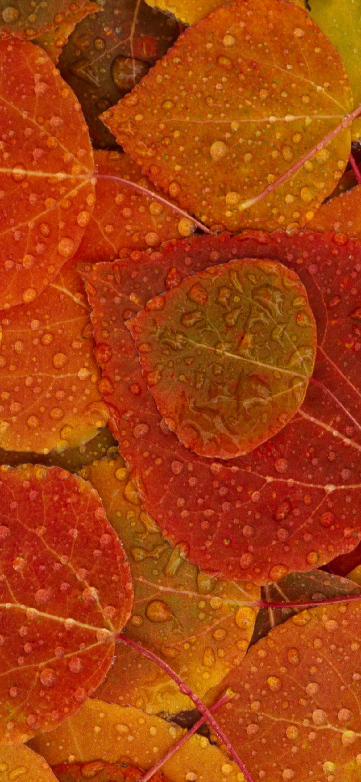 Autumn leaves with rain drops Wallpaper for iPhone 12 Pro