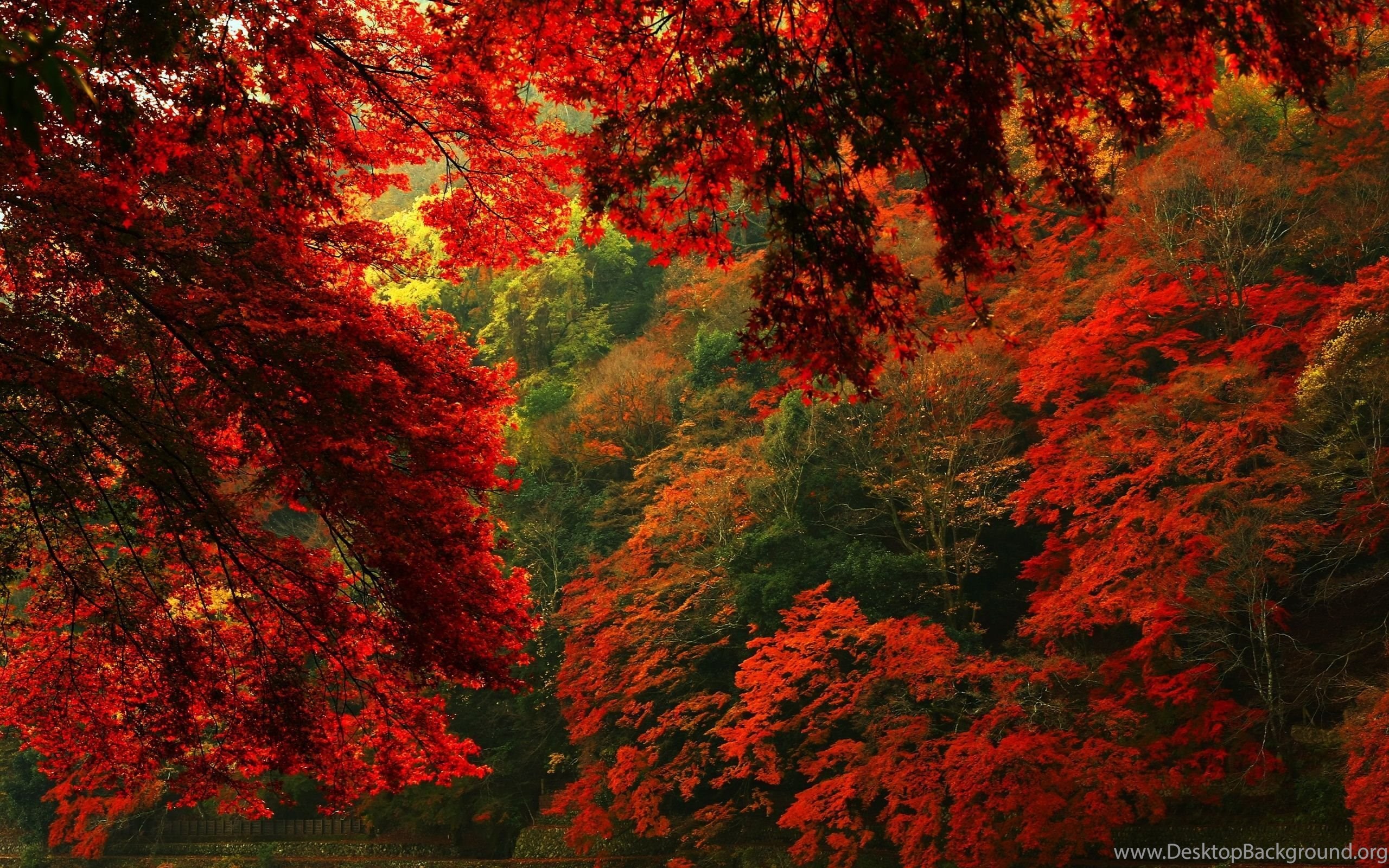 Red Autumn Forest HD Wallpaper Desktop Background