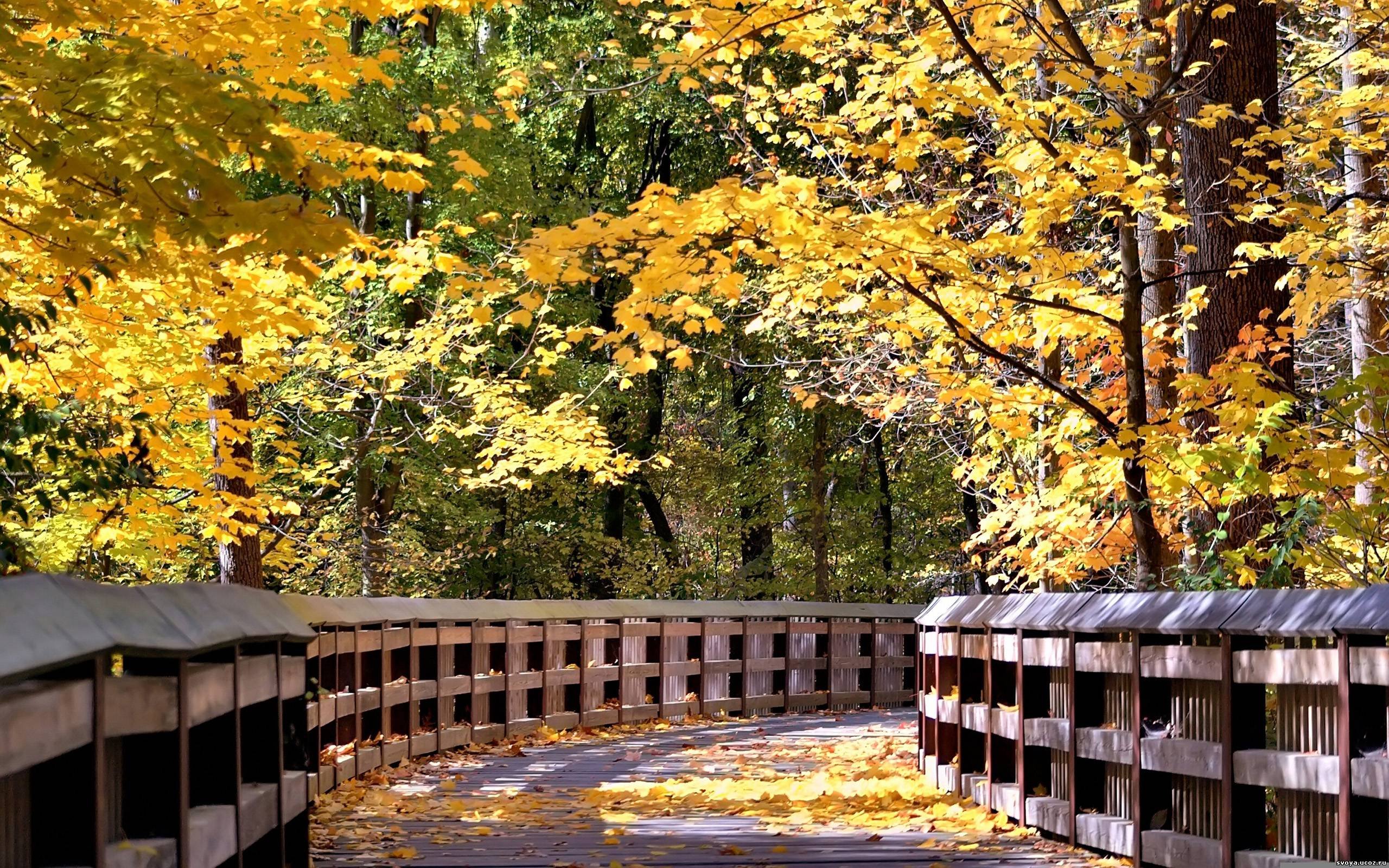 Wallpaper, 2560x1600 px, autumn, bridge, fall, forest, landscape, leaf, leaves, nature, tree 2560x1600